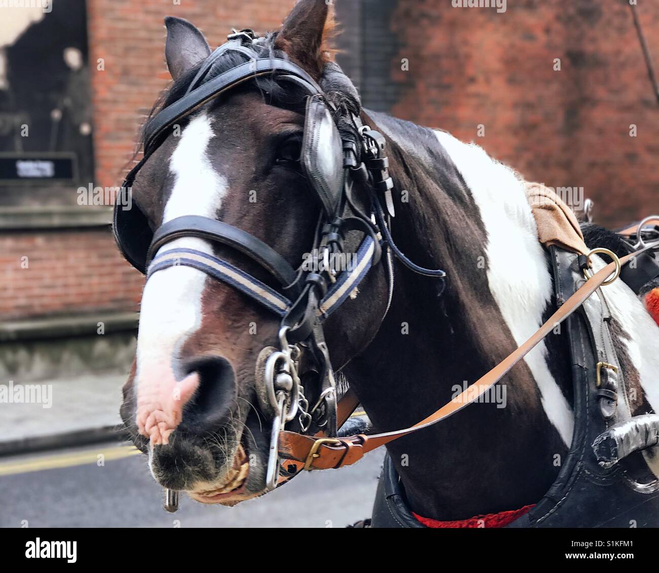 Horse reigns hires stock photography and images Alamy