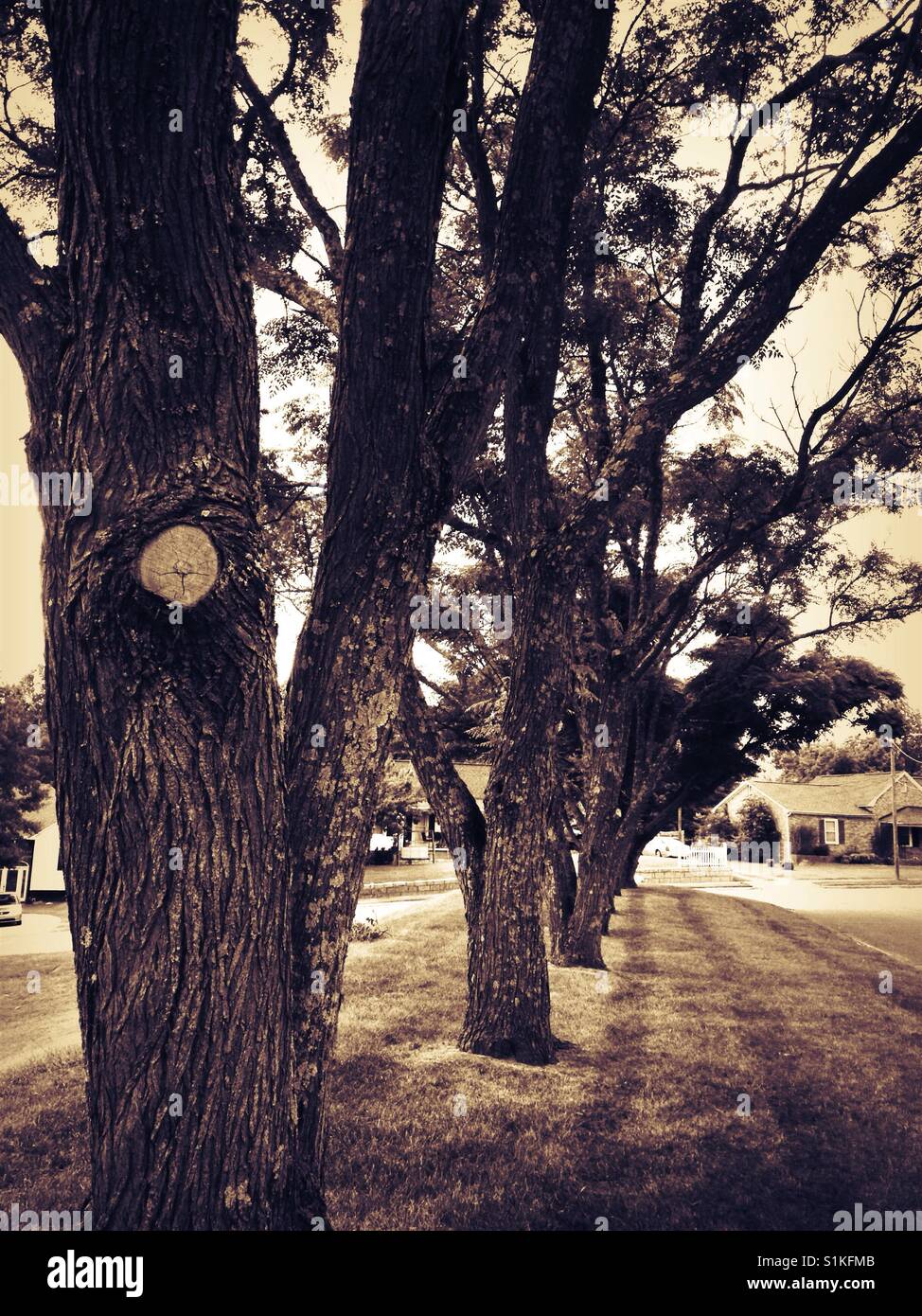 Row of city owned Chinaberry trees- North Carolina - Smartphone Captured Stock Image