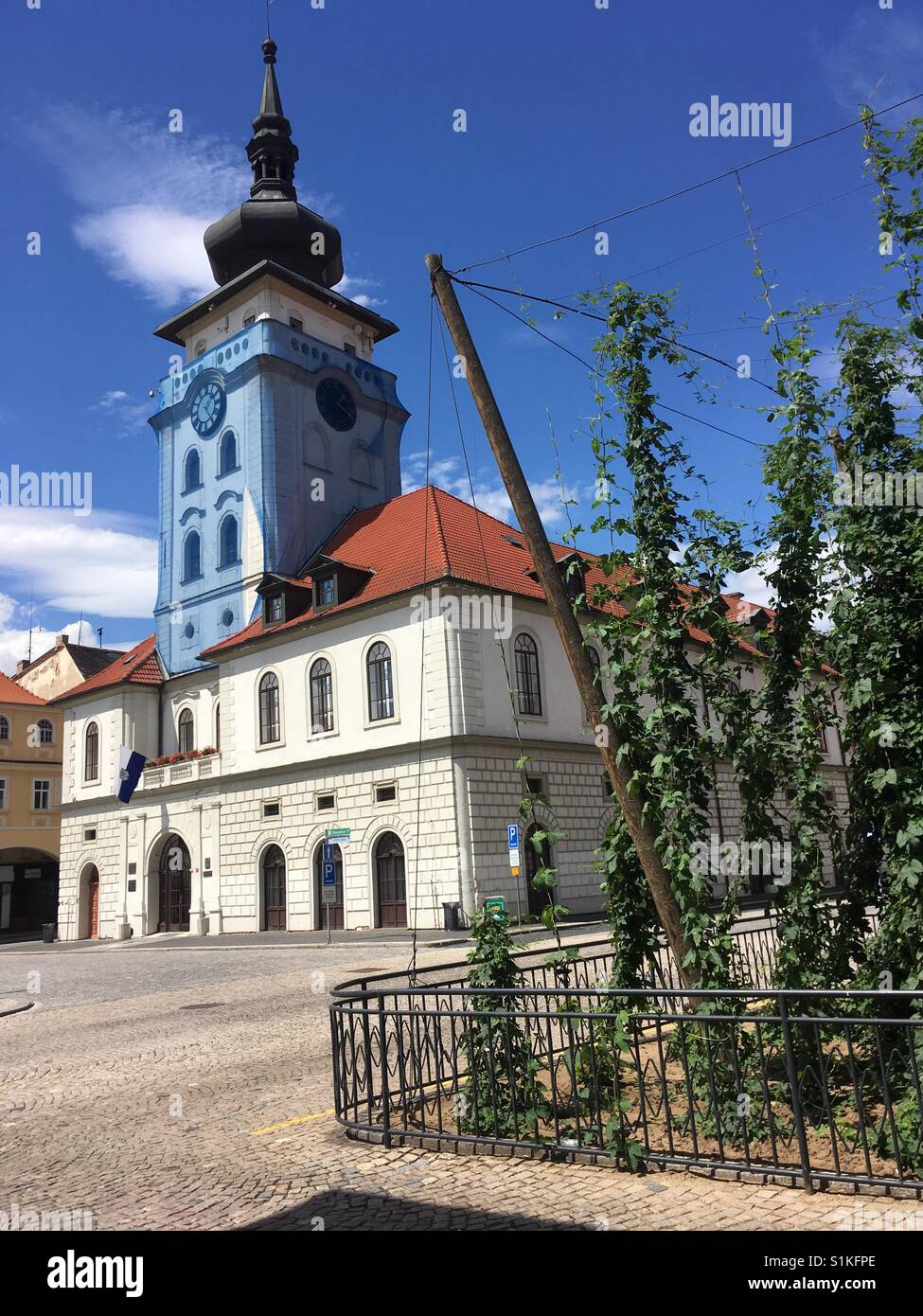 Smallest hop yard in the world, Zatec, Czech Republic - Smartphone Captured Stock Image