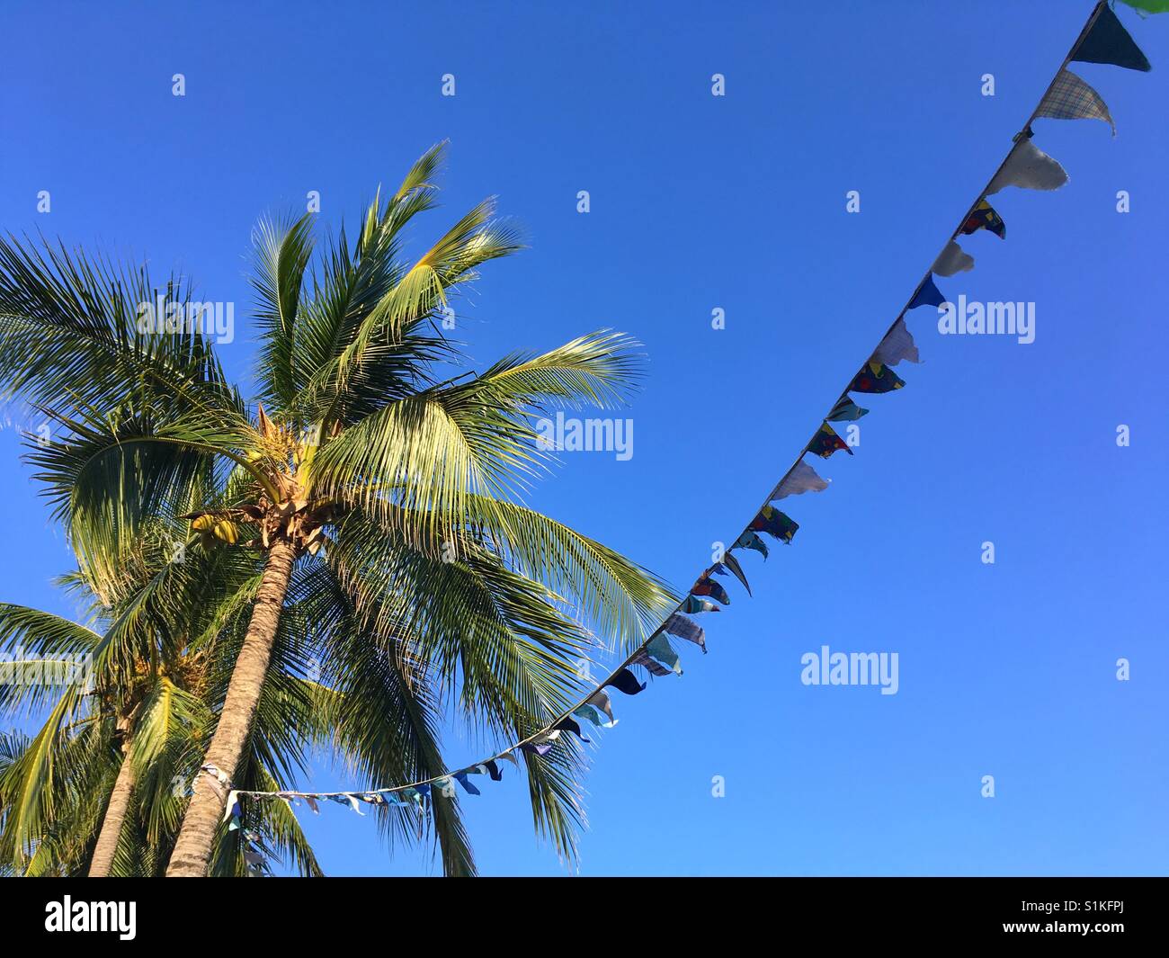 Palm tree with flags Stock Photo Alamy