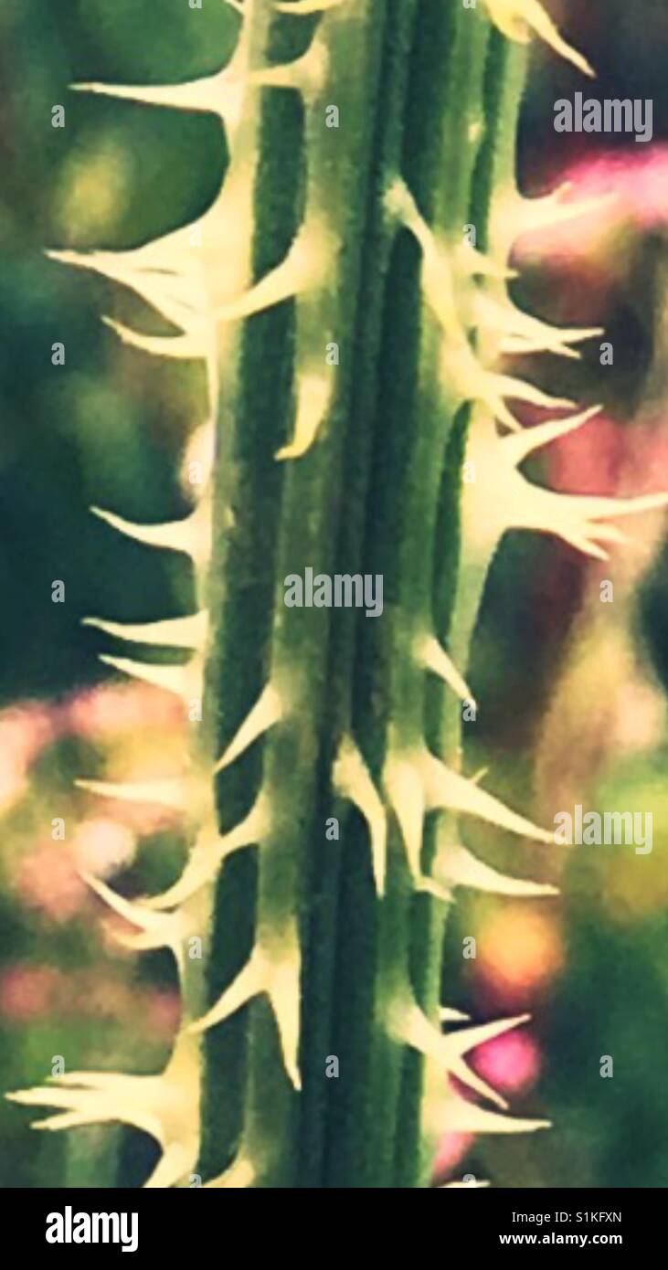 Netherfield Lagoons Nature Reserve - Smartphone Captured Stock Image