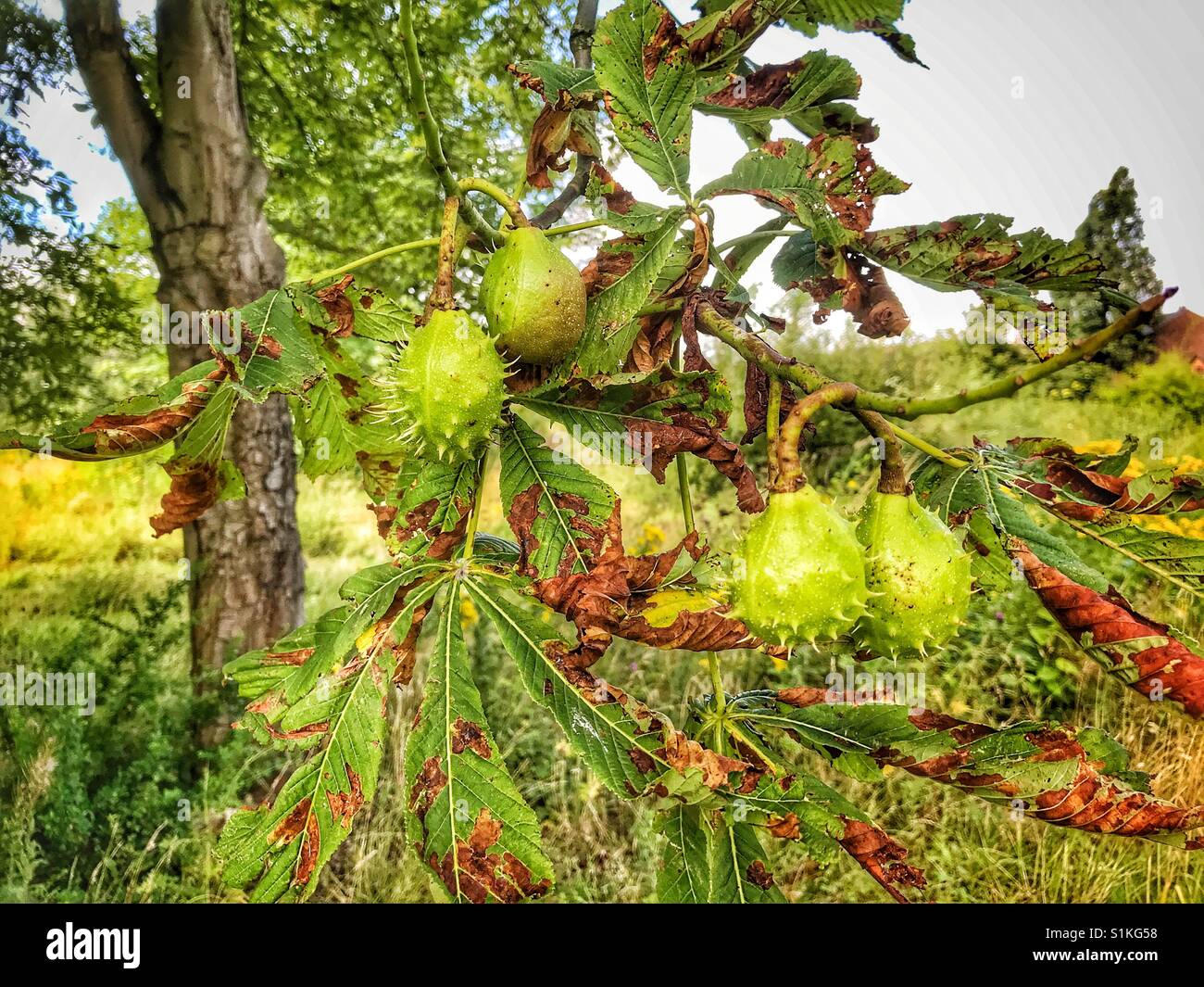 A group of conkers hanging from a tree in late July Stock Photo