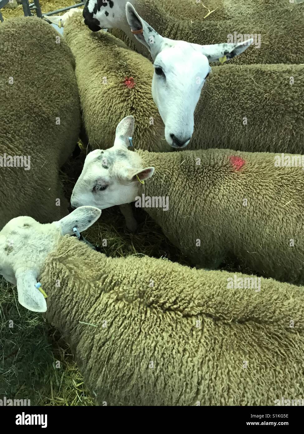 Sheep in a pen await the judges at the Royal Welsh Show Stock Photo