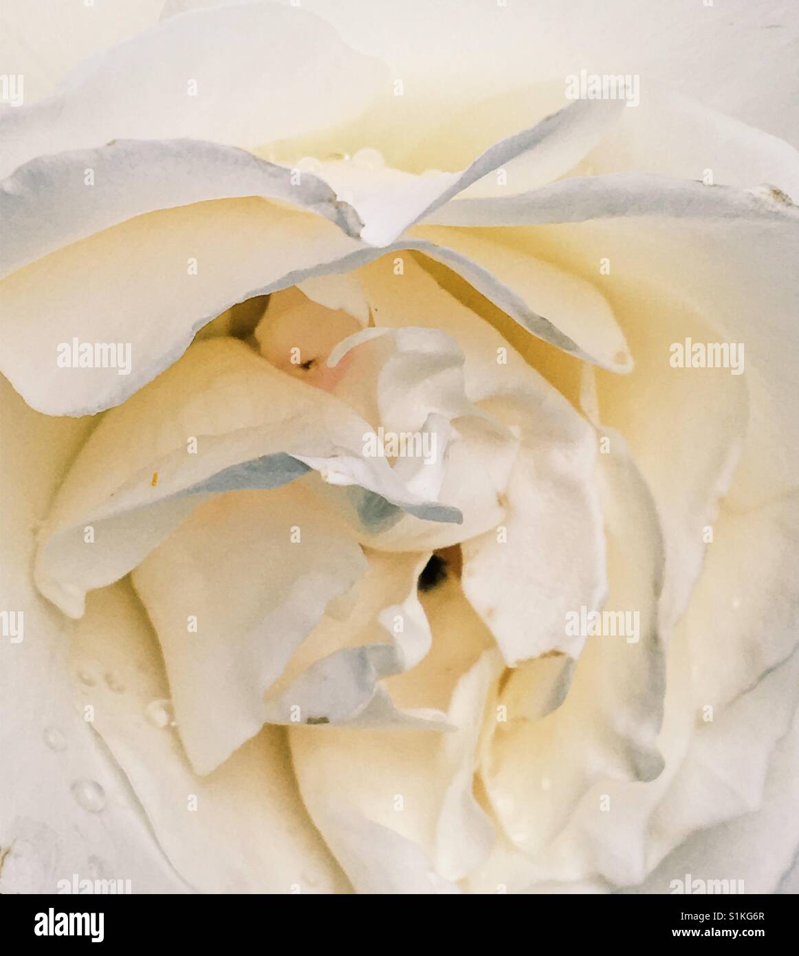White rose with raindrops hi-res stock photography and images - Alamy