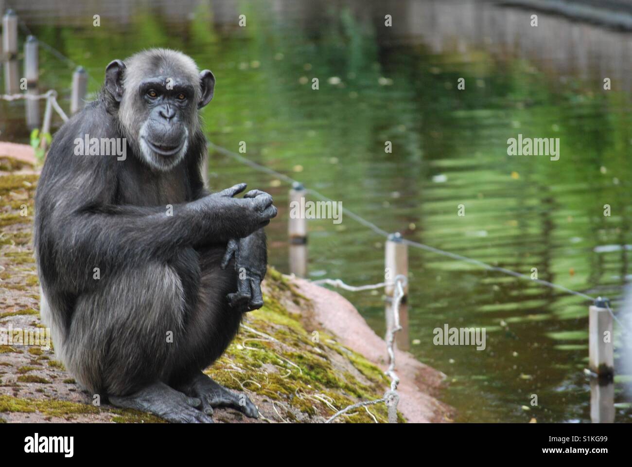 Primate Stock Photo