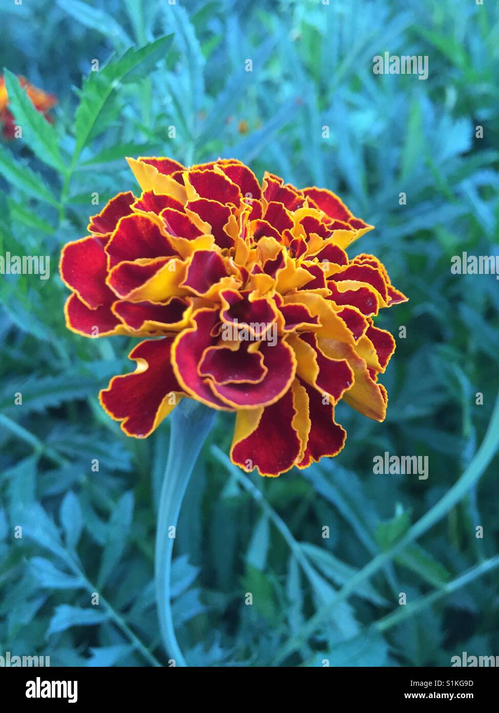 This is the most beautiful flower i ever seen in my life. Stock Photo