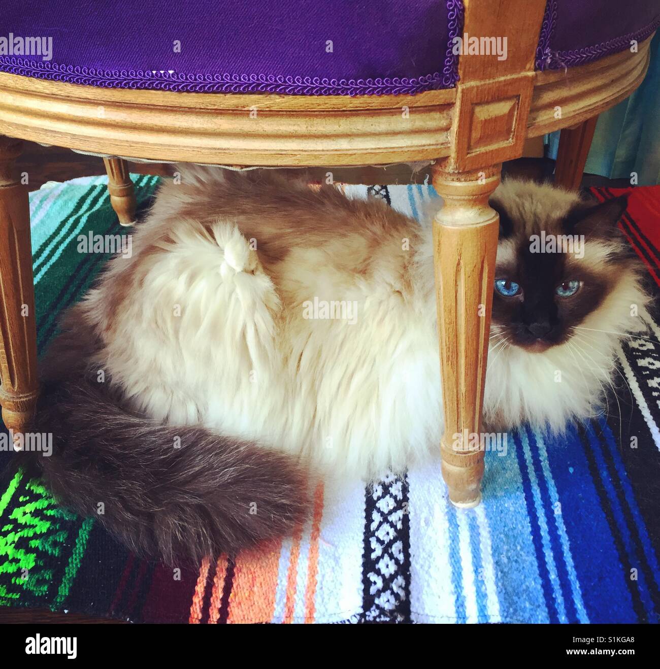 Birman cat under a chair - Smartphone Captured Stock Image