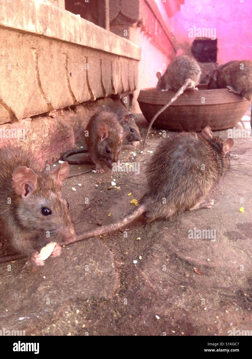 Rats Stock Photo
