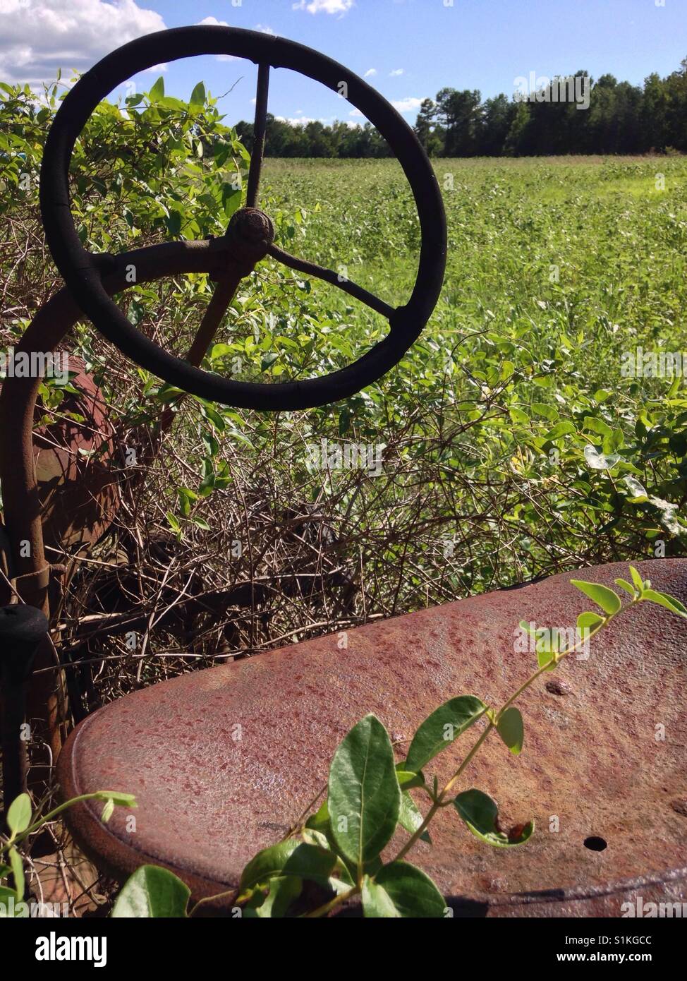 Steering wheel, tractor seat, and buckwheat field - North Carolina - Smartphone Captured Stock Image
