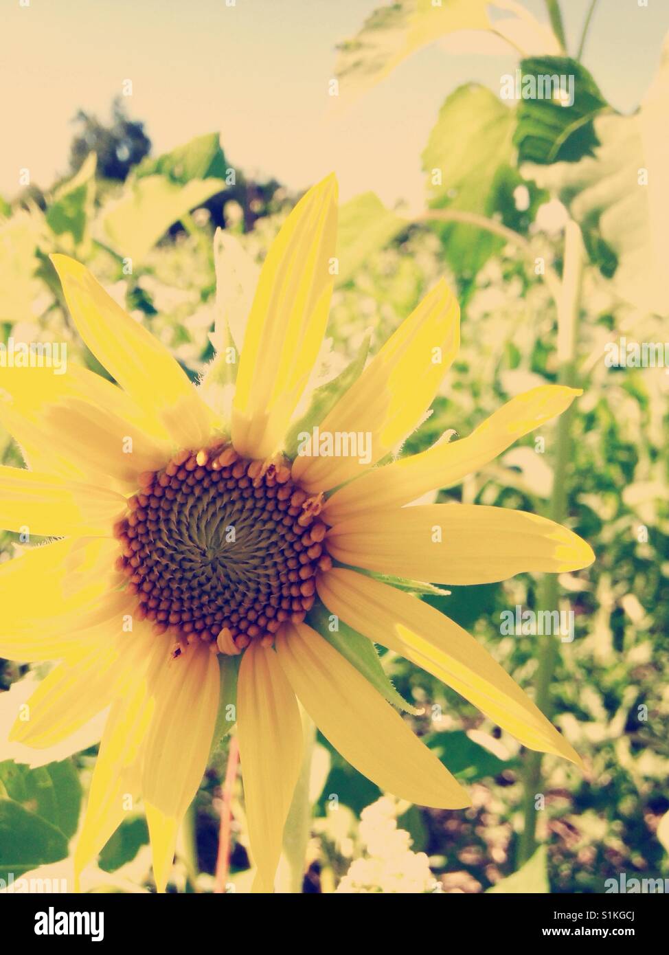 Sunflowers in buckwheat field North Carolina Stock Photo Alamy