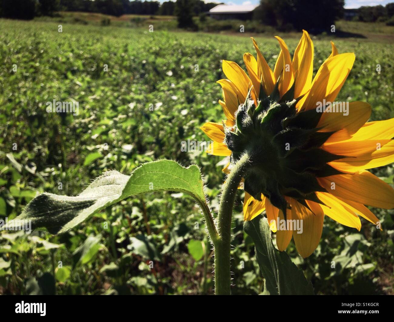 Solitary sunflower overlooking buckwheat field North Carolina Stock