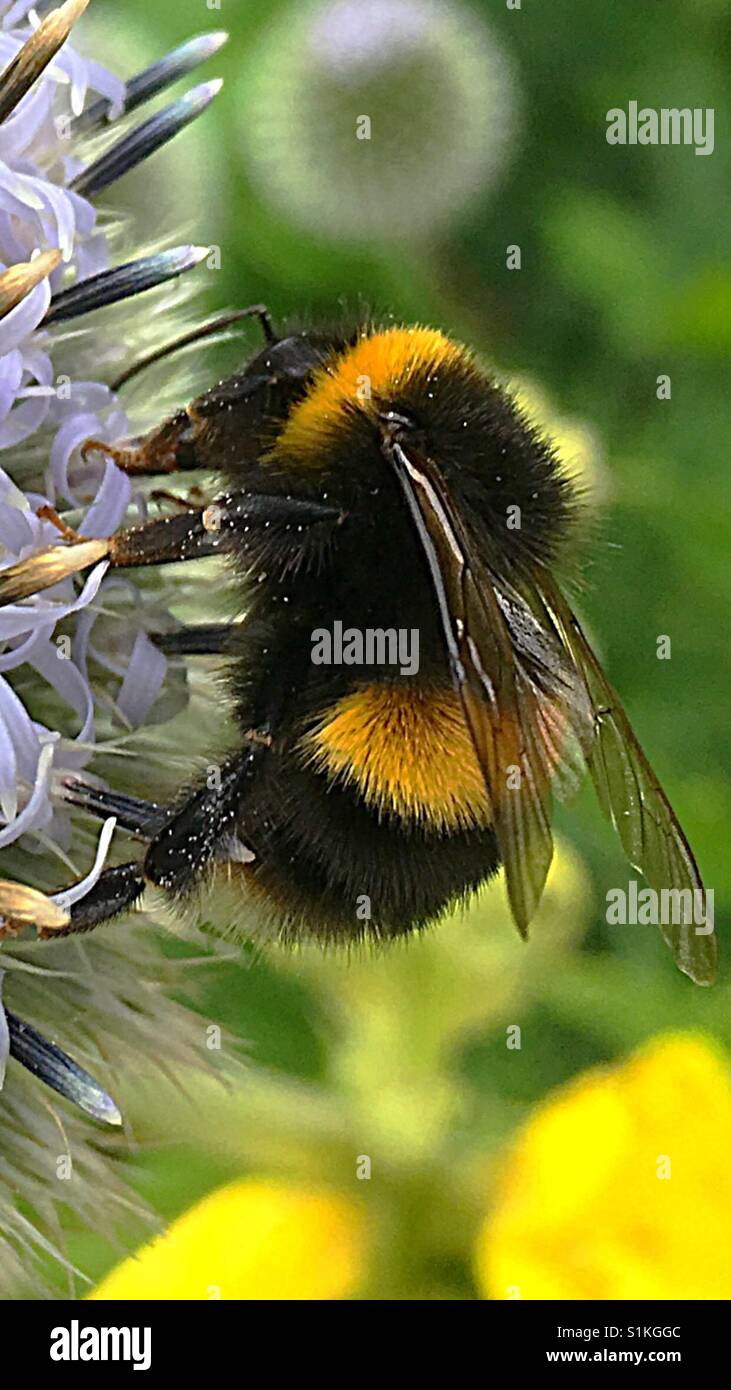 Bumblebees - Smartphone Captured Stock Image