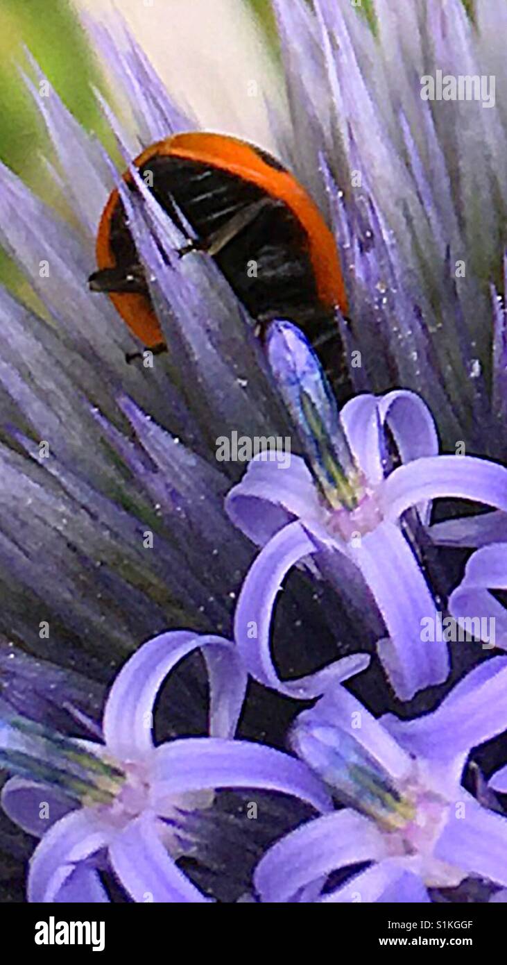 Insects - Smartphone Captured Stock Image