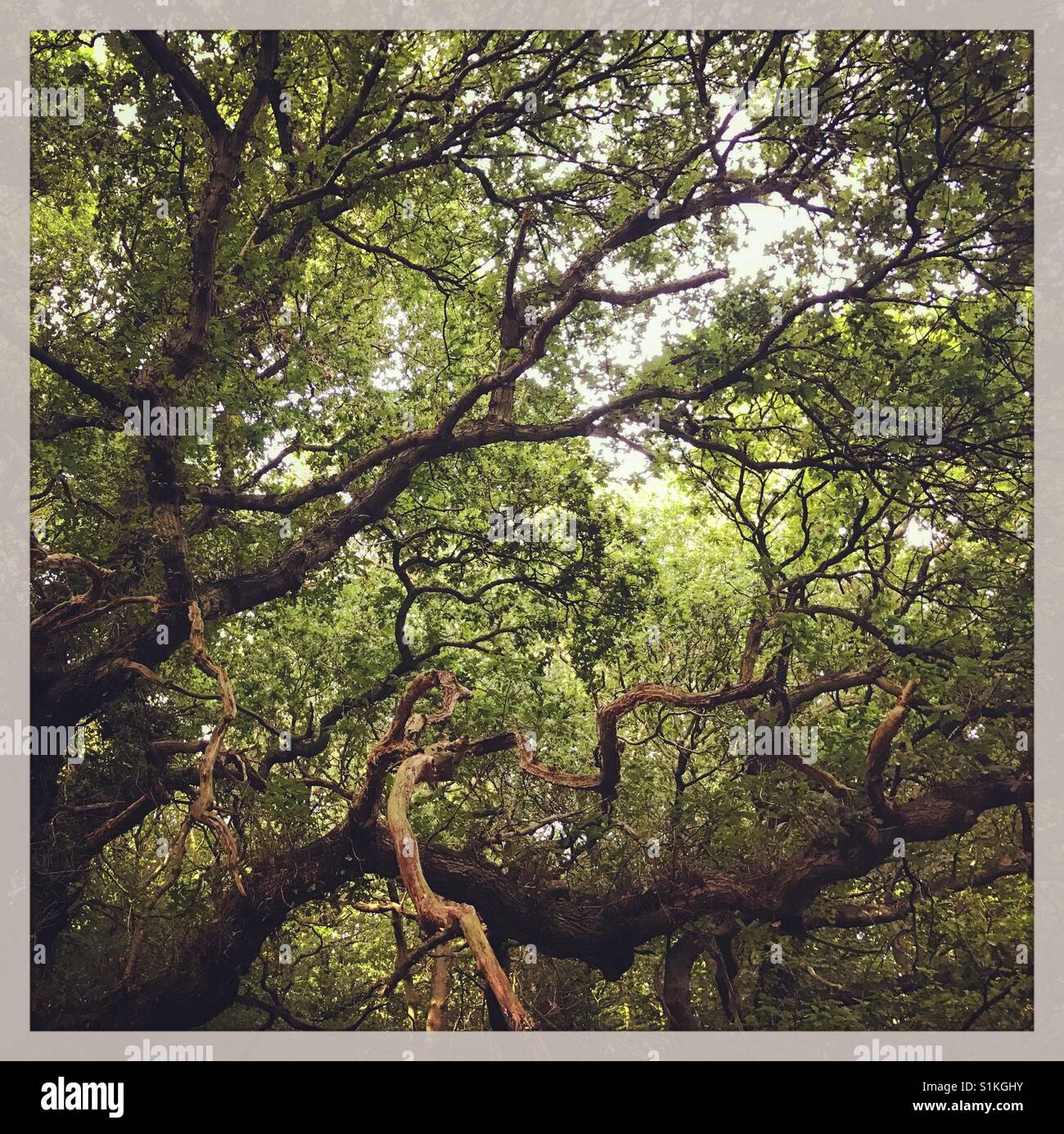 Twisted tree branches in the forest Stock Photo - Alamy