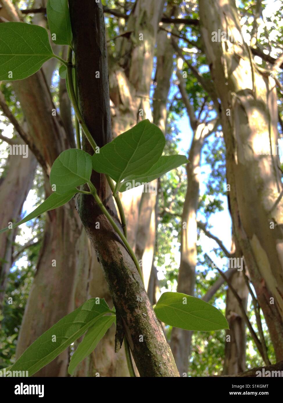 Crepe Myrtle branches with spiraling vine North Carolina Stock Photo