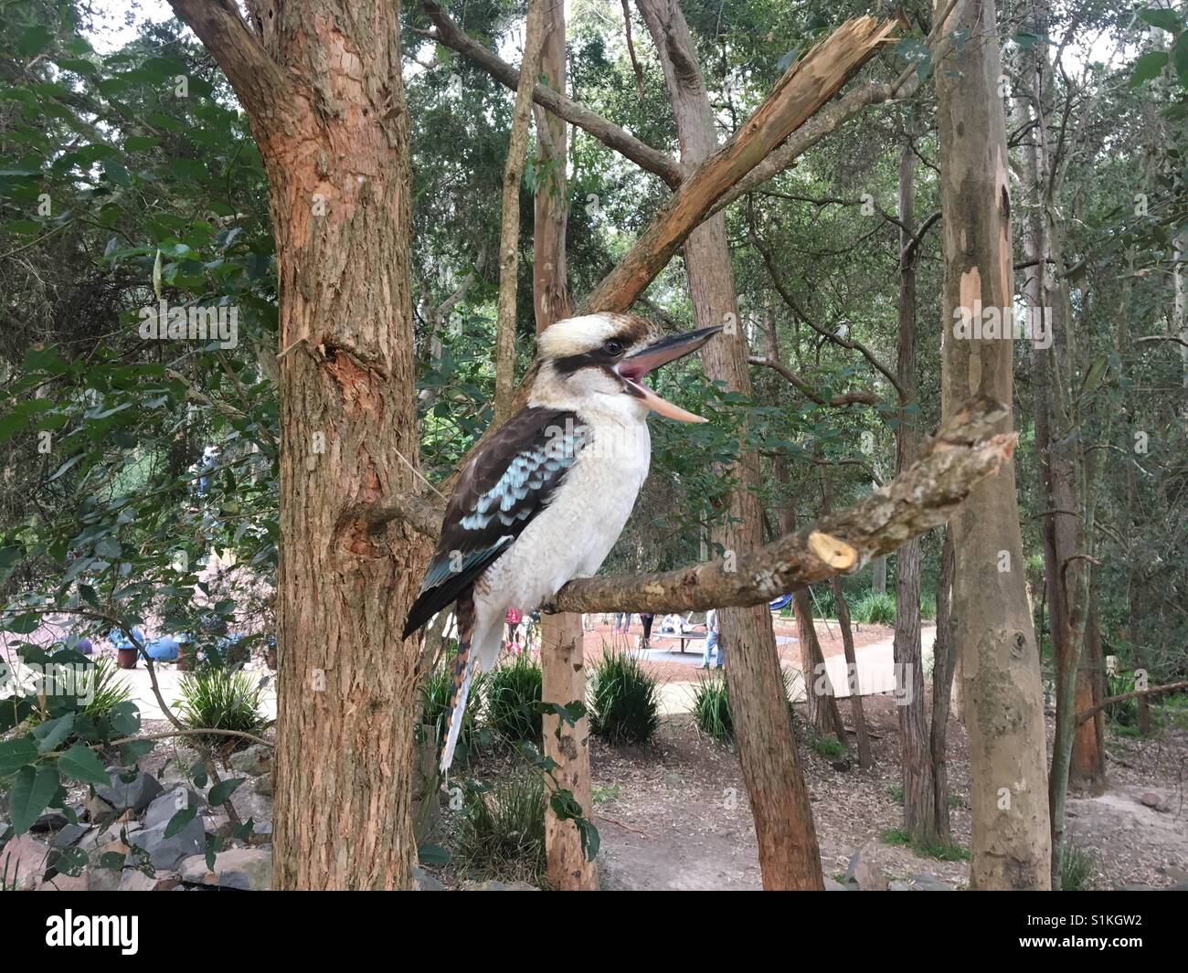 Kookaburra laughing - Smartphone Captured Stock Image