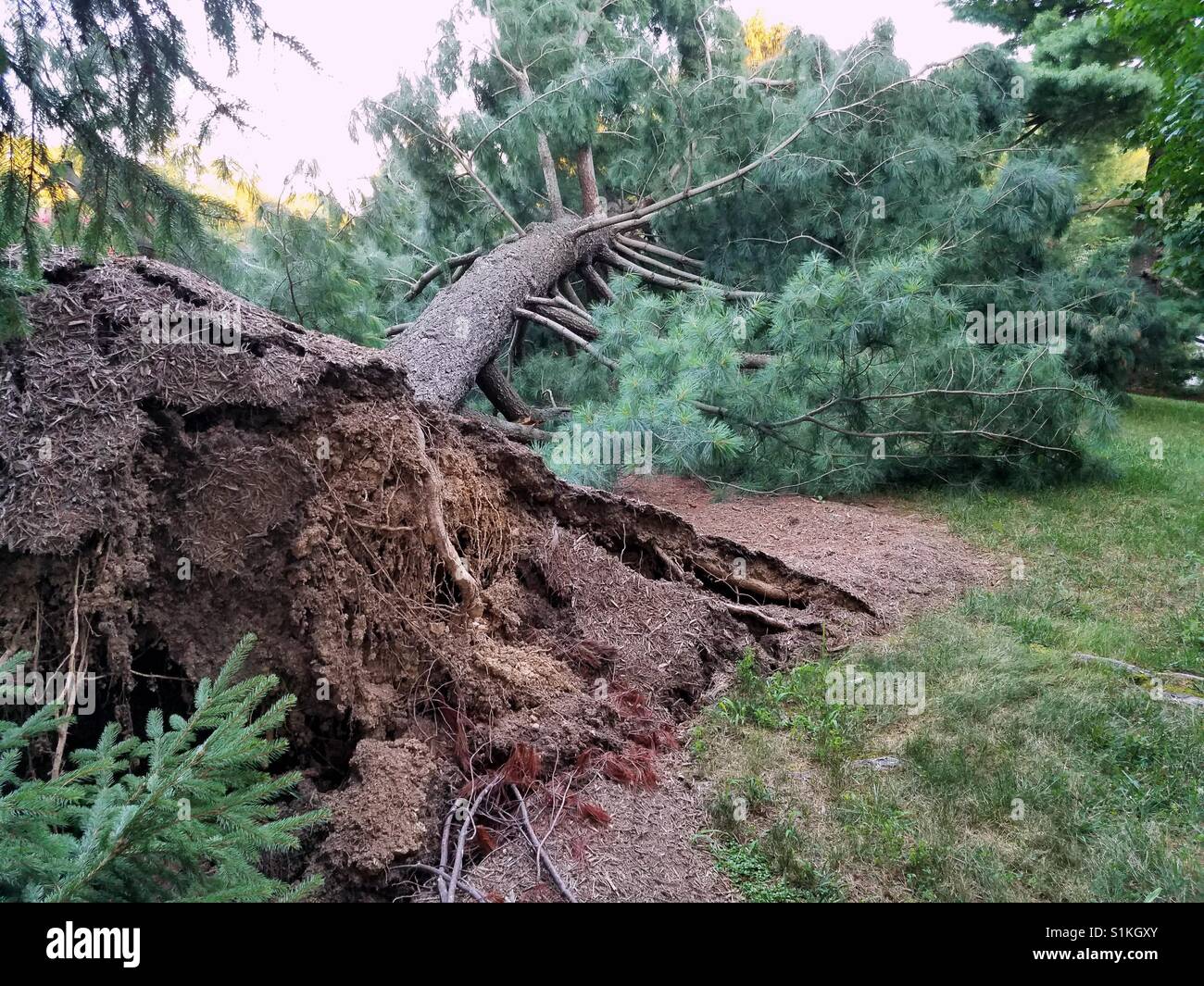 Tree root ball hires stock photography and images Alamy