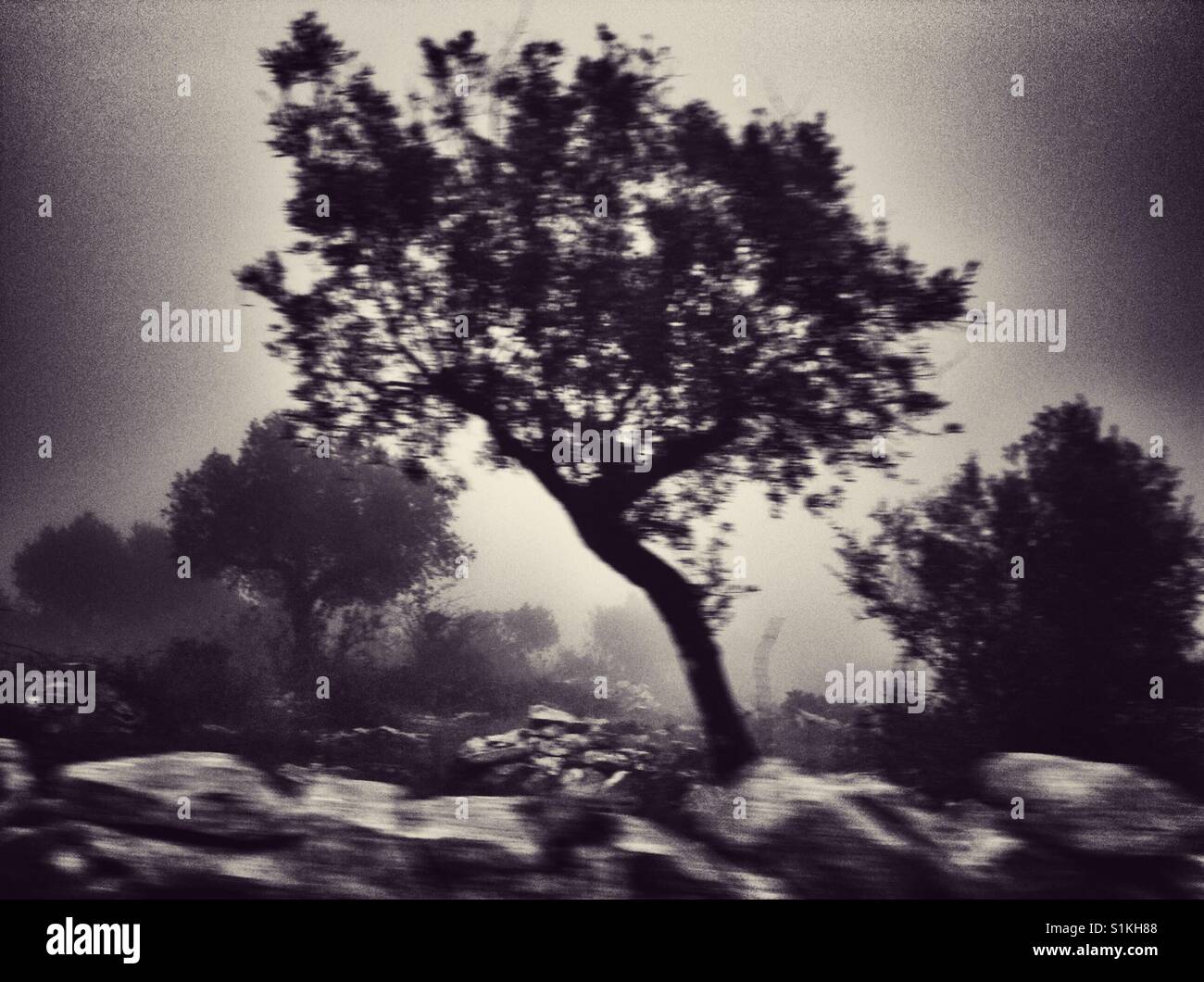 Black and white of olive trees in the fog, Portugal Stock Photo - Alamy