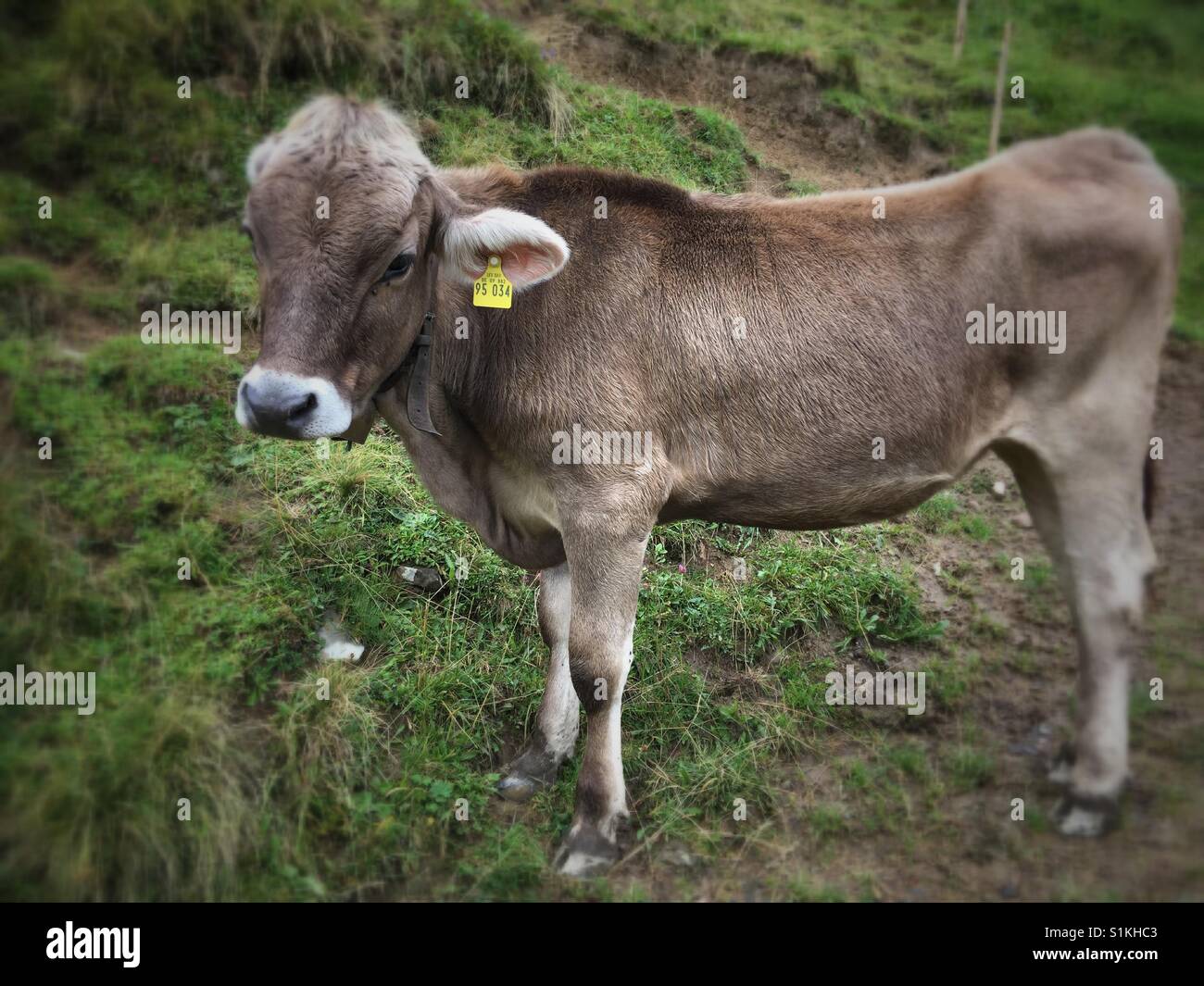 A typical young brown cow in the German Alps - Smartphone Captured Stock Image