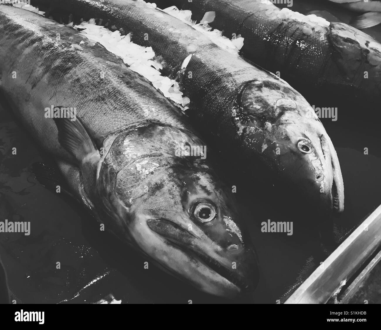 Freshly caught fish on ice at a fish market. - Smartphone Captured Stock Image