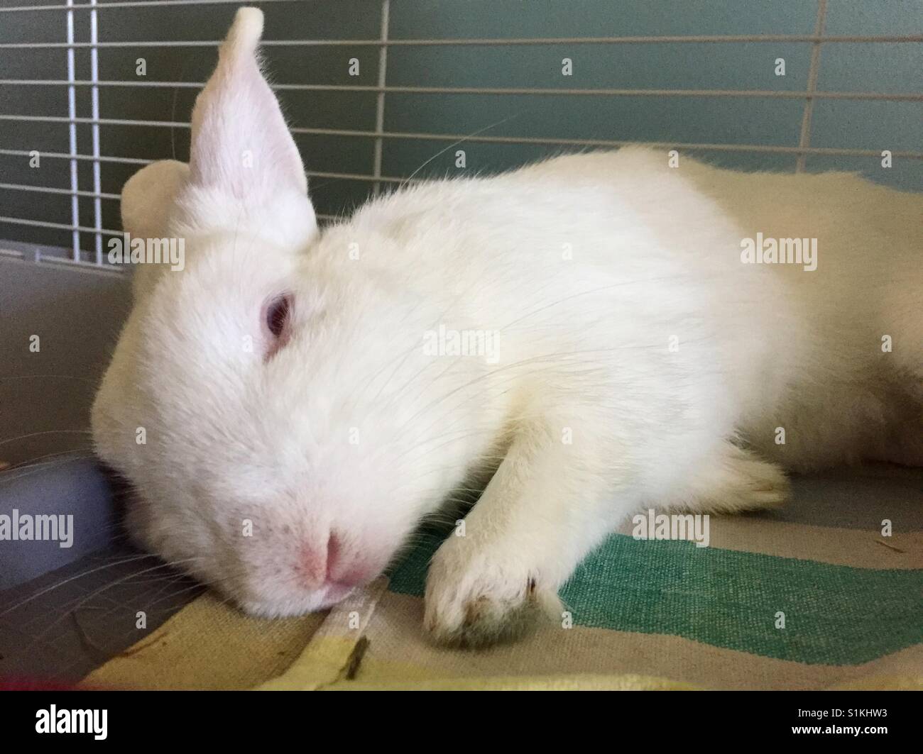 Rabbit sleep cage hires stock photography and images Alamy