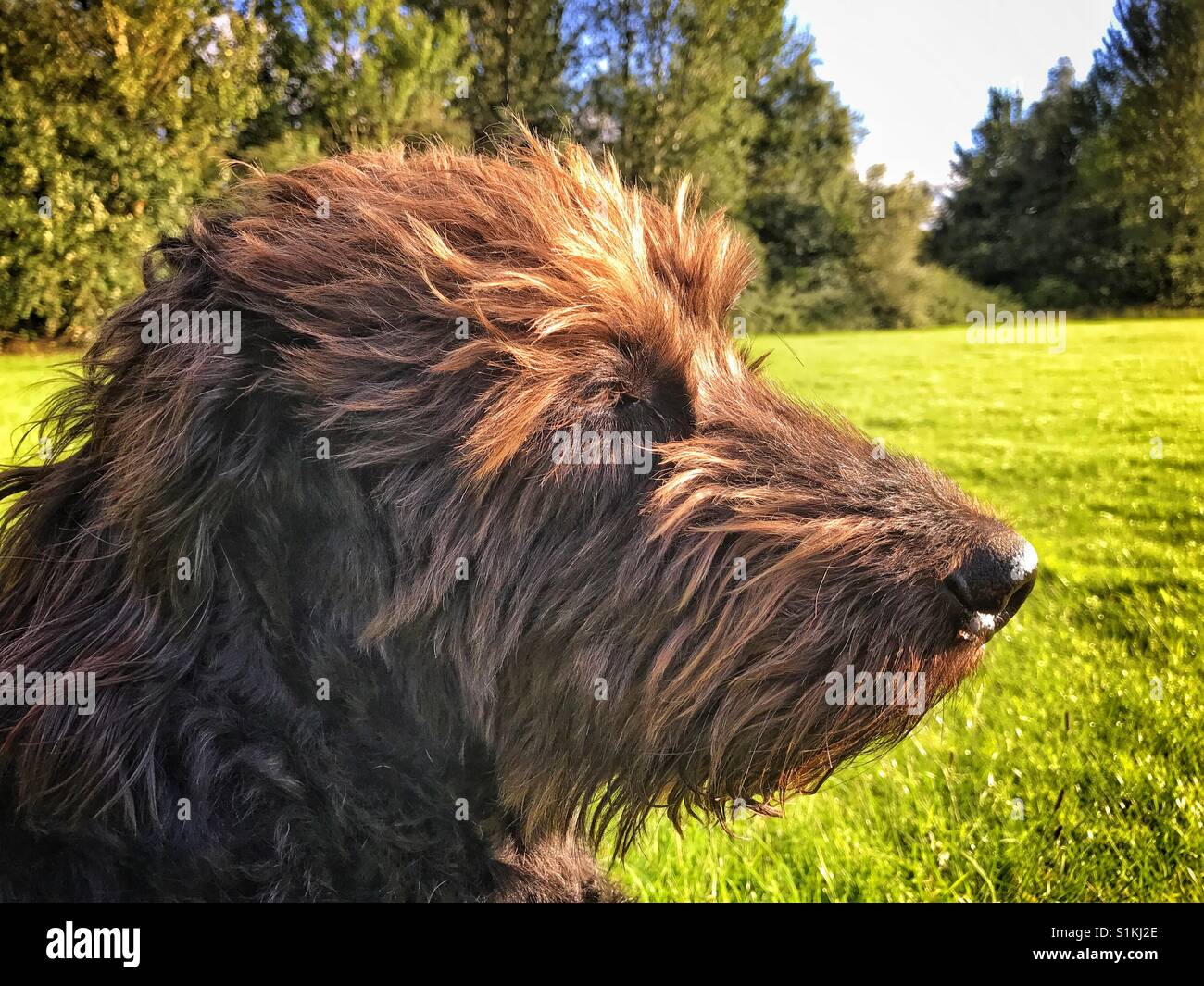 Black Labradoodle dog sits in a field at sunset with the wind blowing in its face - Smartphone Captured Stock Image Black Labradoodle dog sits in a field at sunset with the wind blowing in its face - Smartphone Captured Stock Image