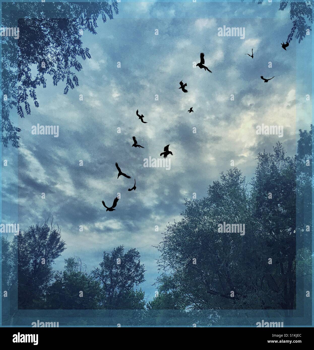 Cloudy trees hi-res stock photography and images - Alamy