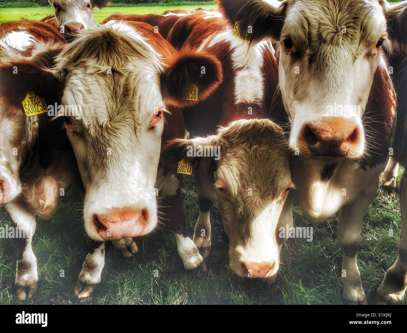 Herd of beef cattle, Capel St Andrew, Suffolk, UK. - Smartphone Captured Stock Image