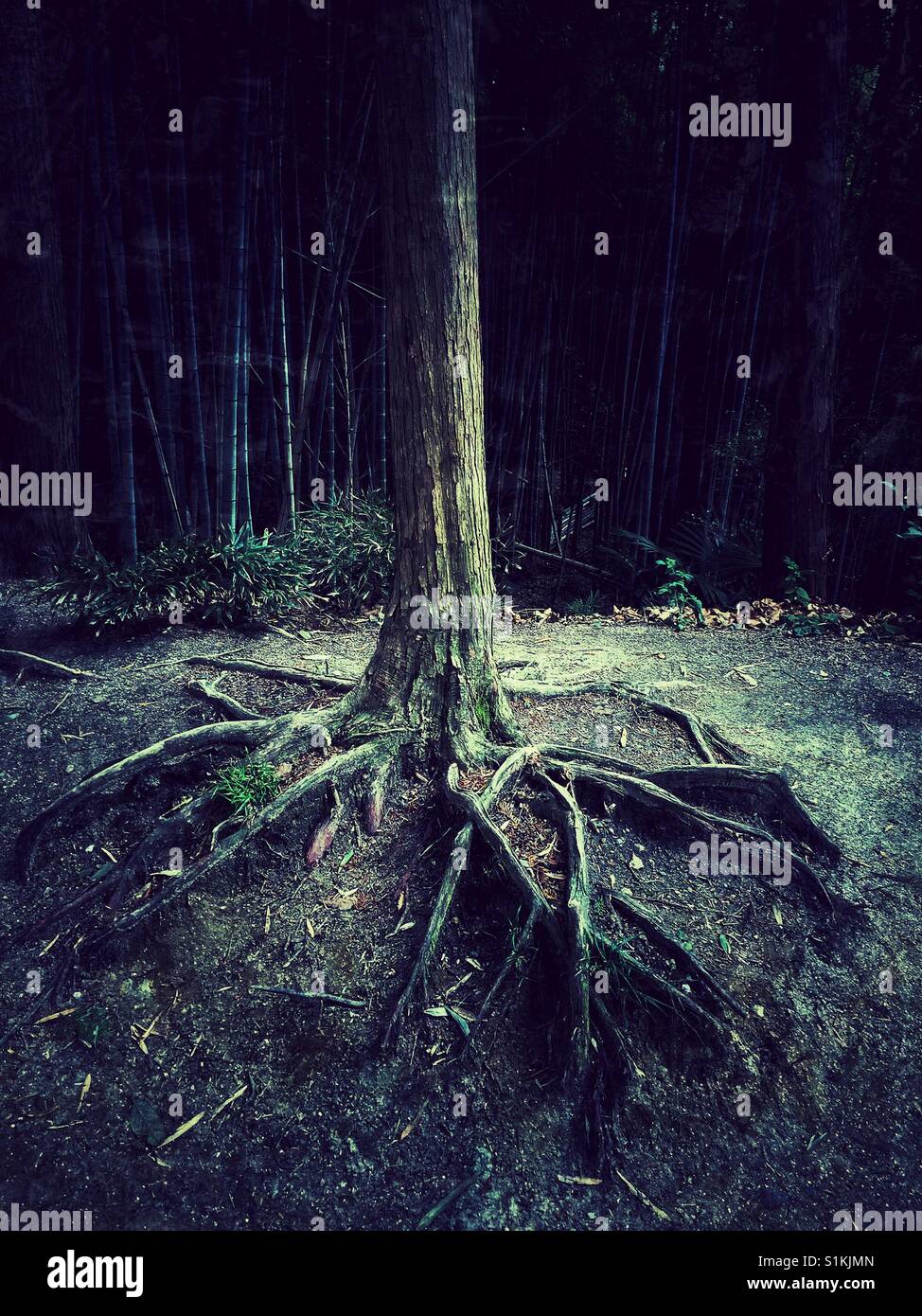 Well lived life of an old tree with exposed roots in Kyoto - Smartphone Captured Stock Image