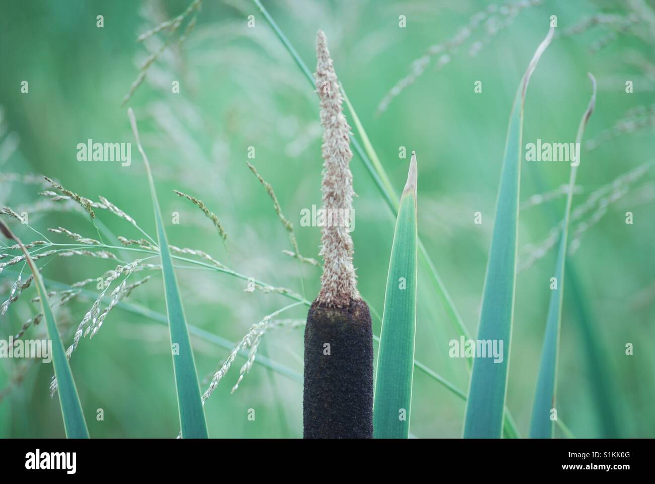 Riverside plants Stock Photo