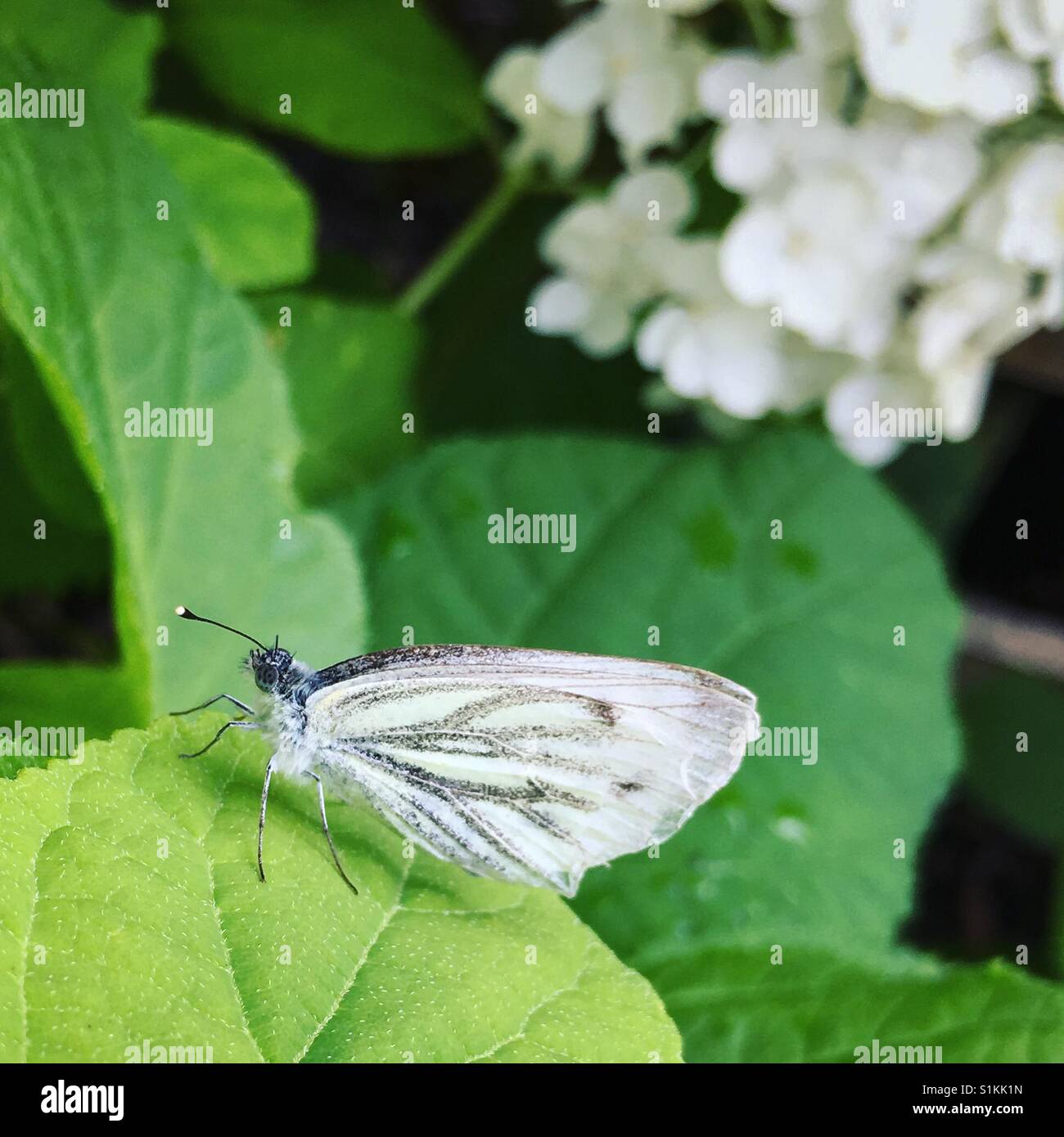 Hydrangea and butterfly hires stock photography and images Alamy