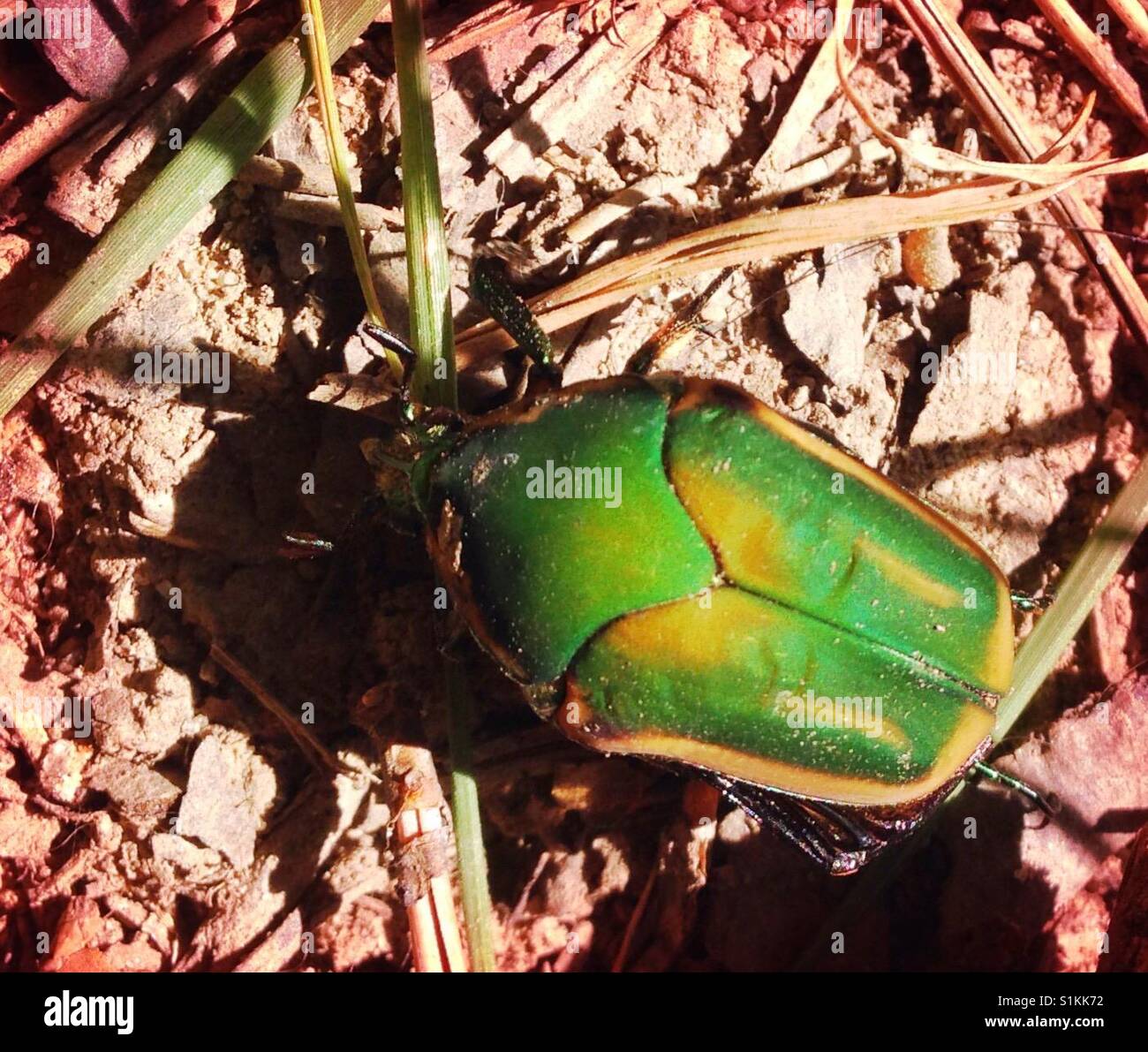 June Bug in North Carolina Stock Photo Alamy