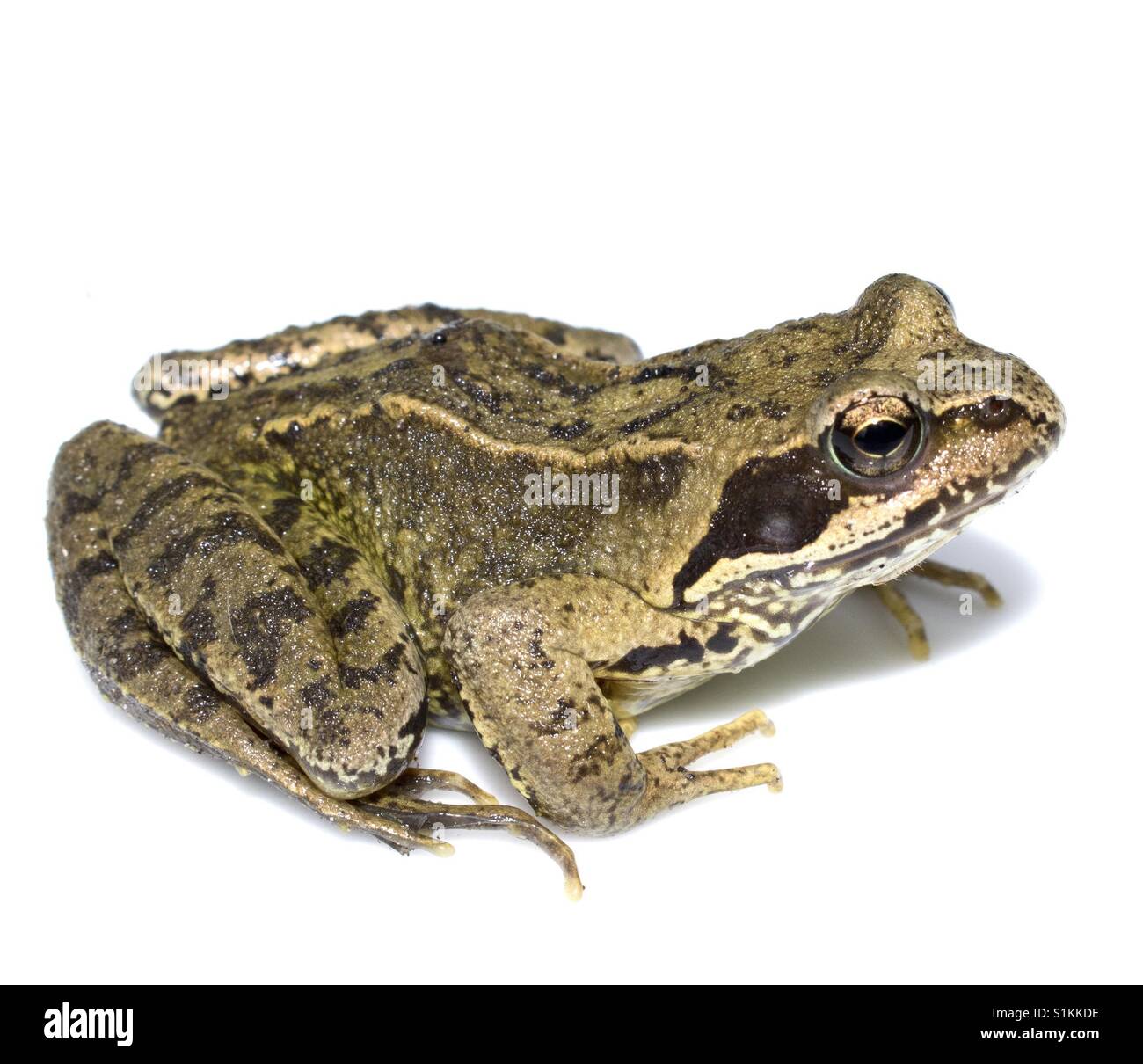 Common British frog Stock Photo