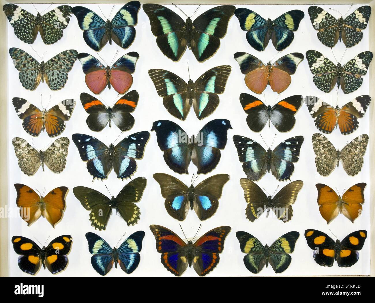Collection of butterflies Stock Photo Alamy