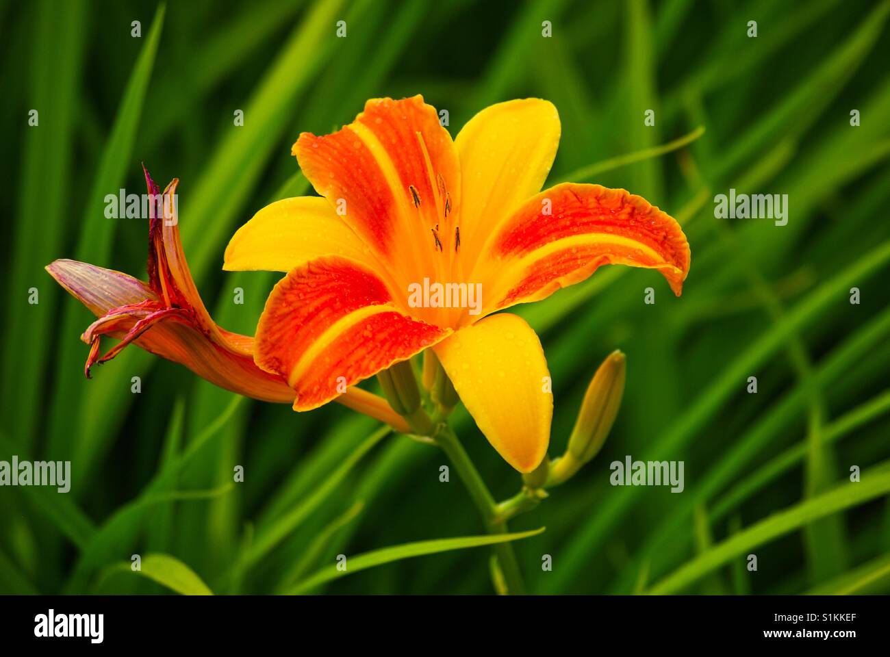 Garden flower Stock Photo