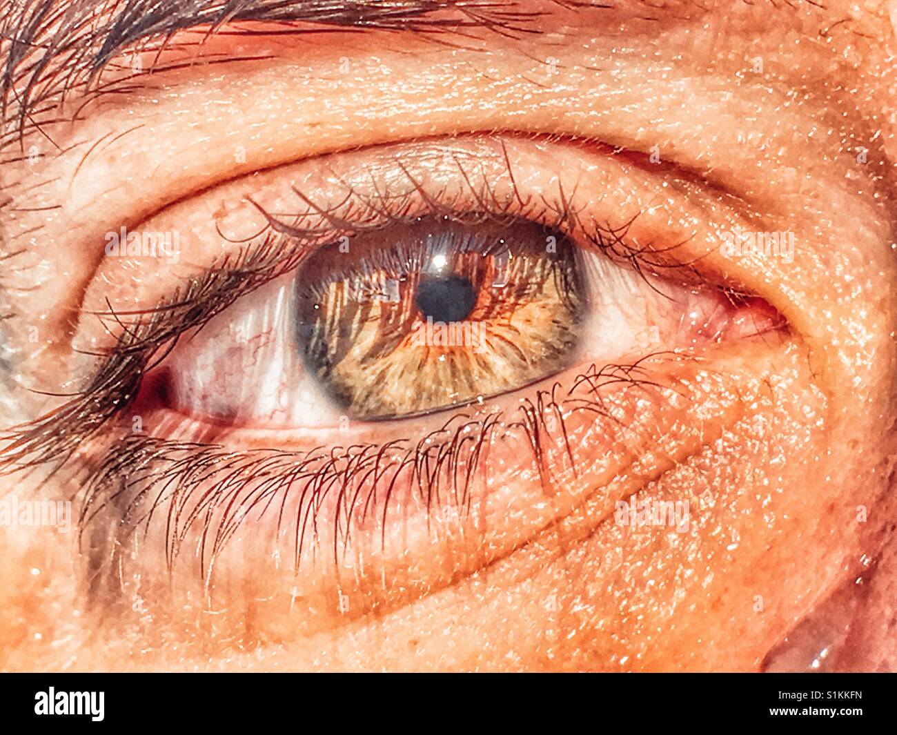 Human eye, hazel colour - Smartphone Captured Stock Image