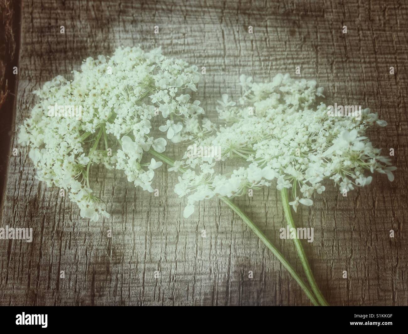 Queen Anne's Lace flowers on a cut log. - Smartphone Captured Stock Image