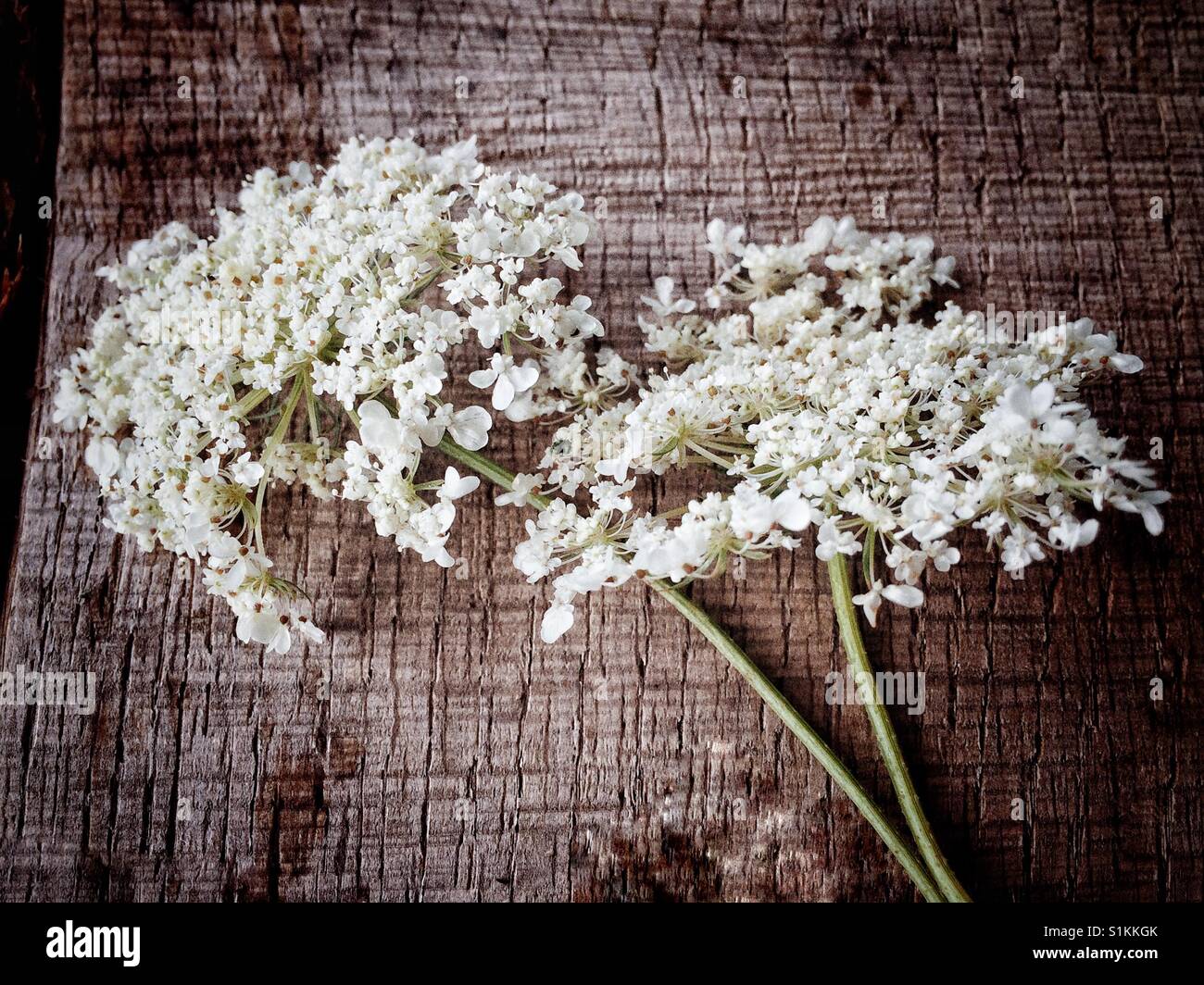 Wild flowers on a log - Smartphone Captured Stock Image