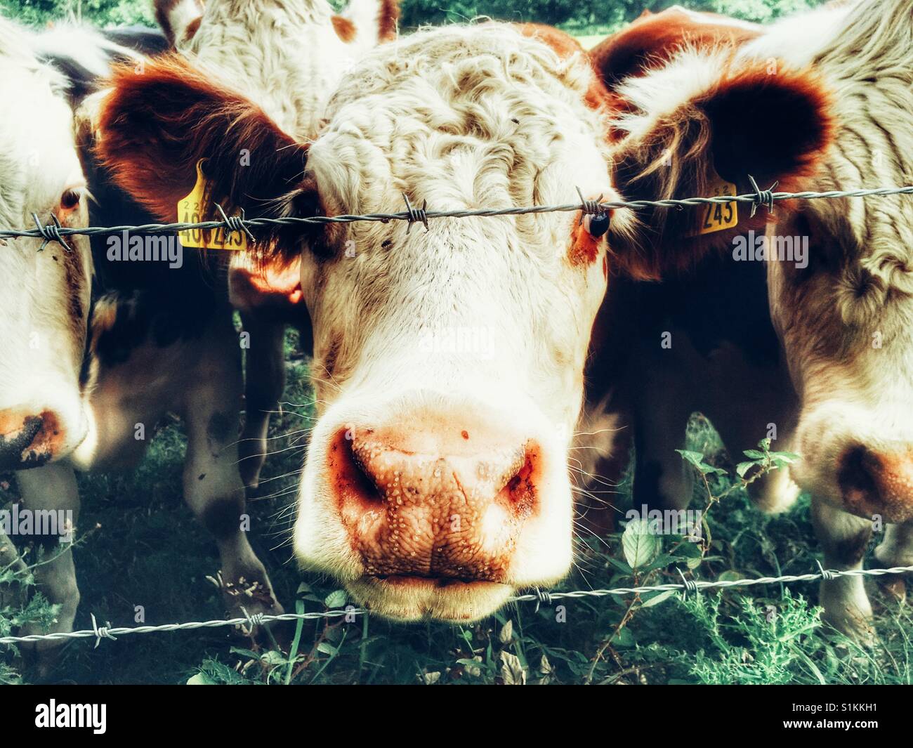 Beef cattle, Capel St Andrew, Suffolk, England. - Smartphone Captured Stock Image