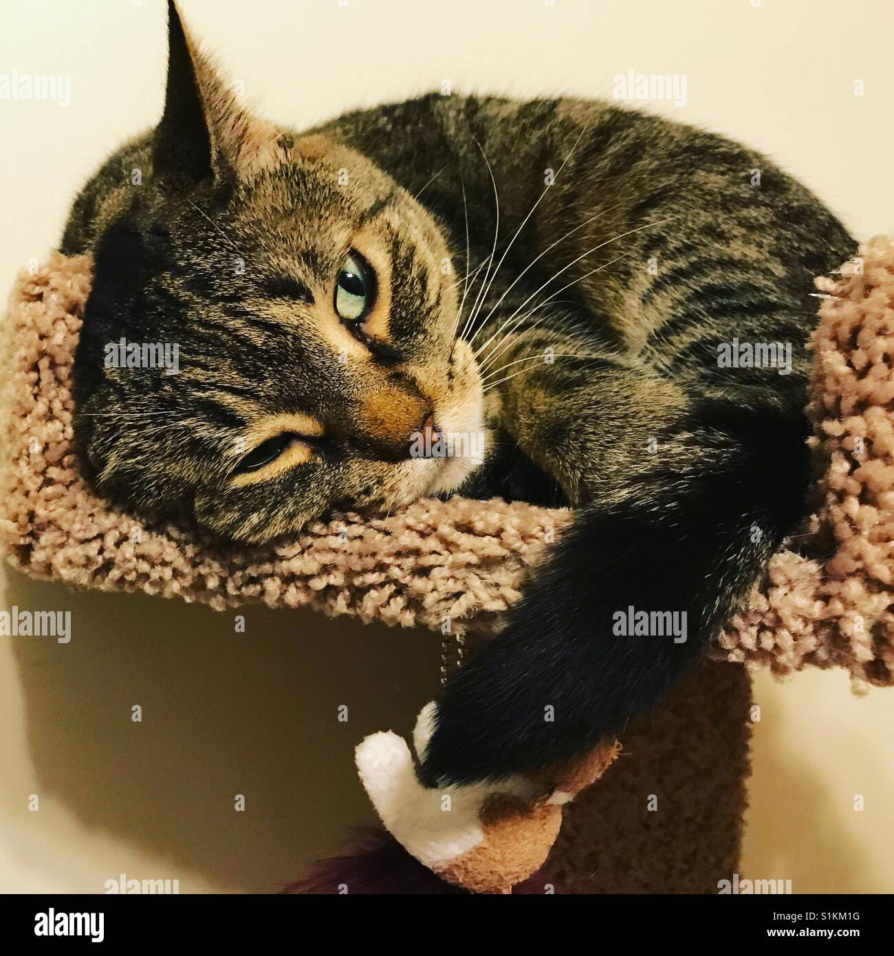 Sleepy head - Smartphone Captured Stock Image