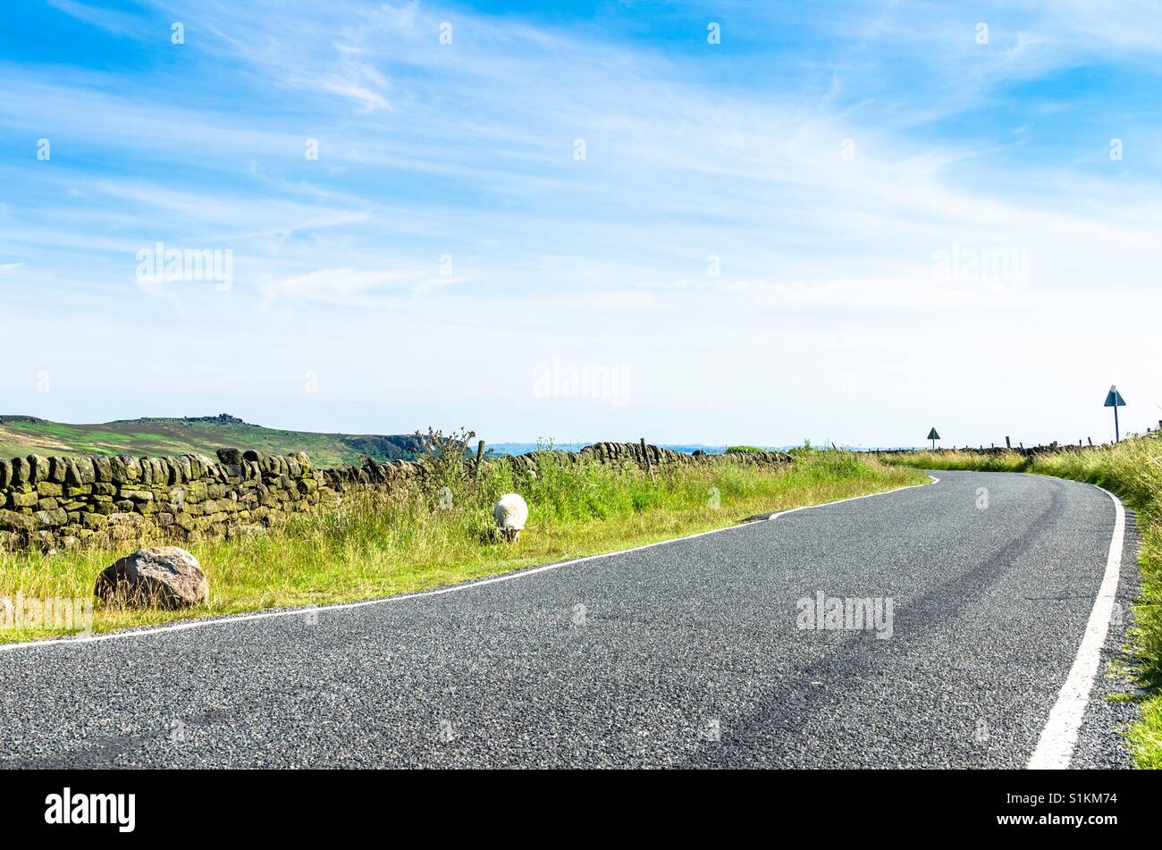 Lonely sheep by a countryside road in summer Stock Photo