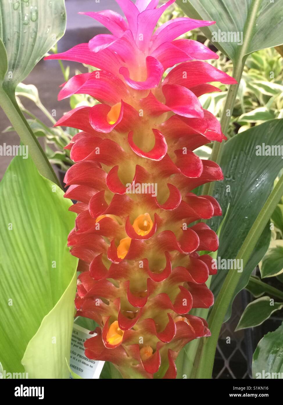 Orange torch ginger flower Stock Photo Alamy