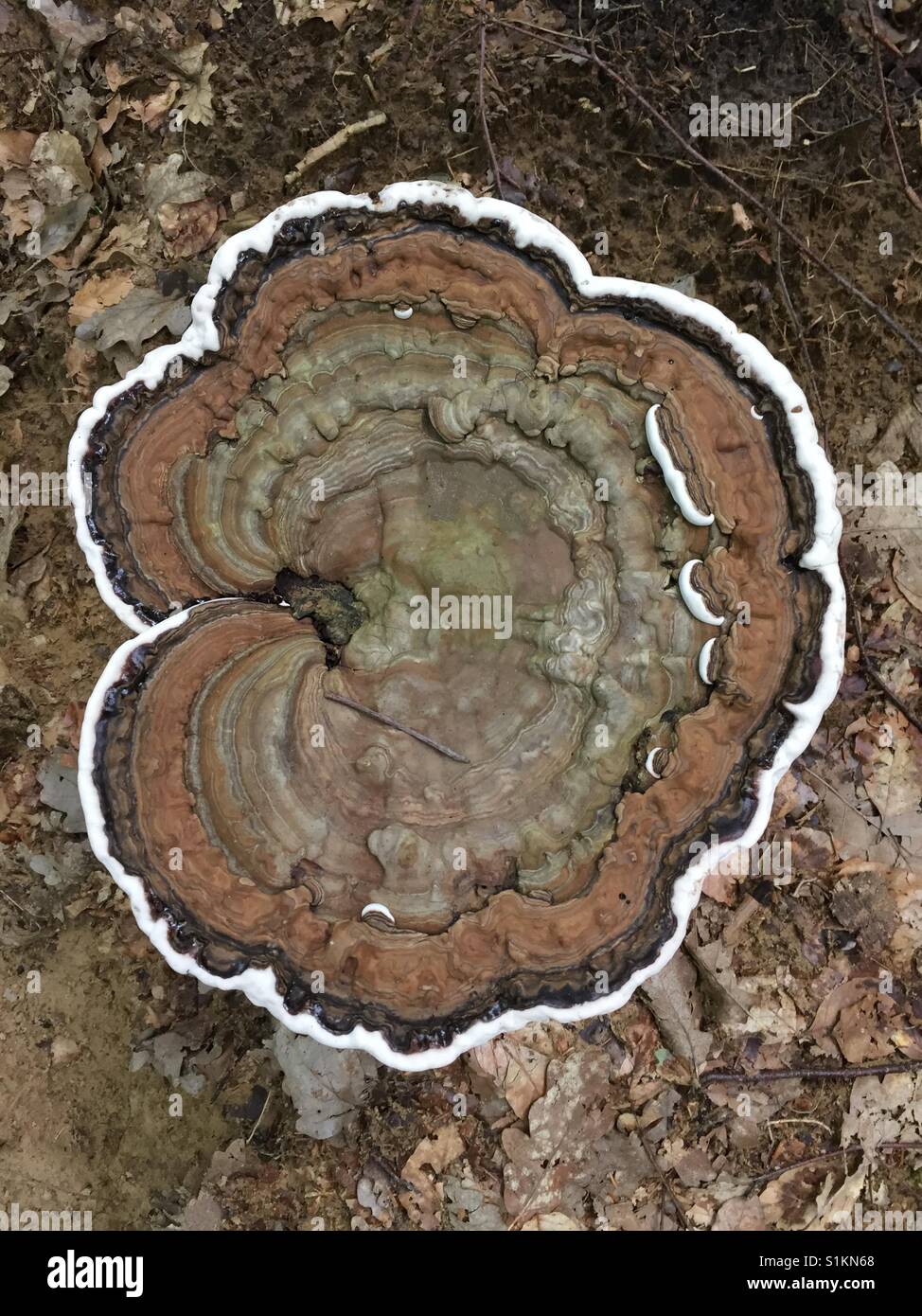 Large brown Mushroom with white edge against a brown leaf mould background.  Ein großen braunen Pilz mit einen weißen Rand gegen braune Lauberde. Stock Photo