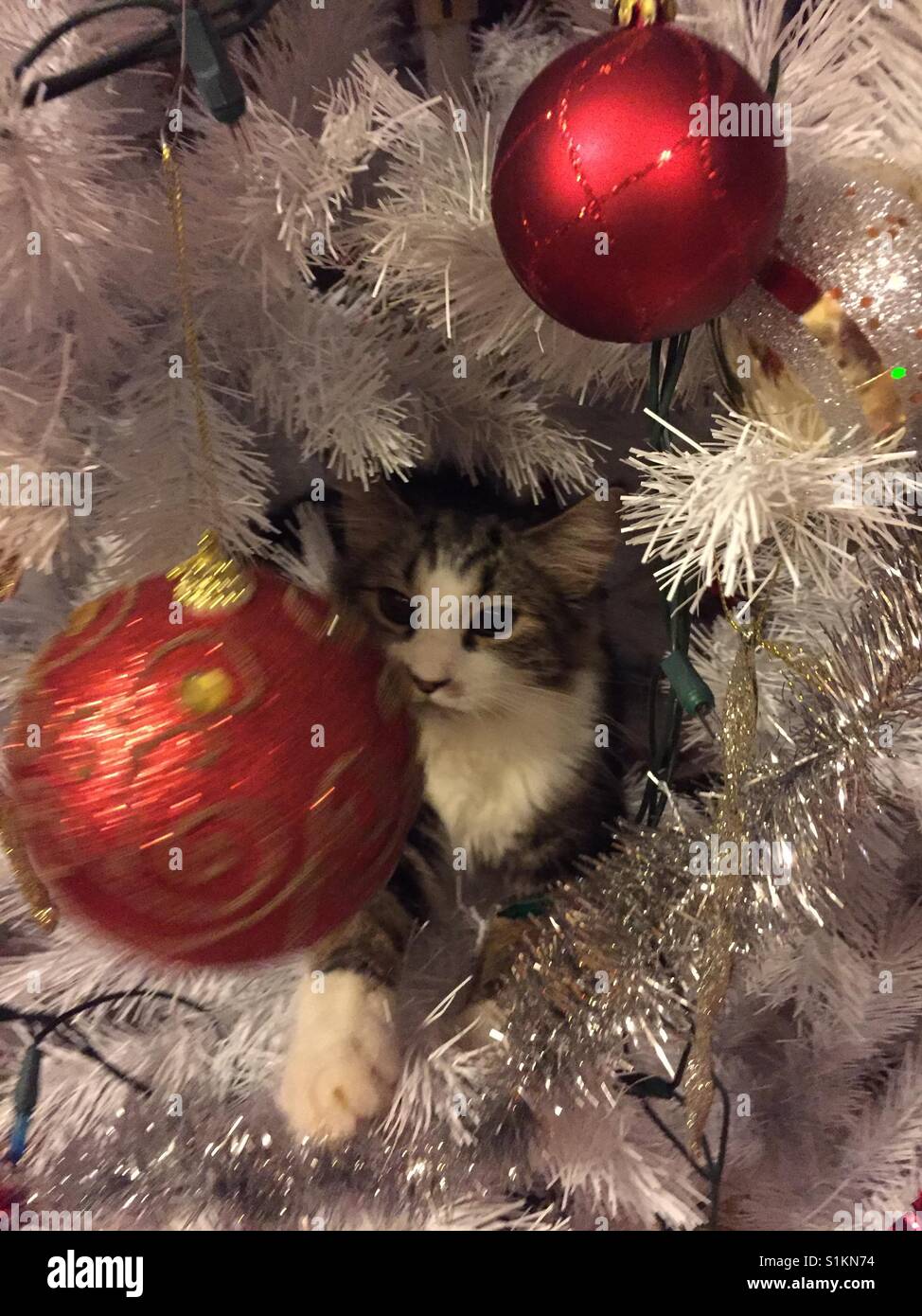 Kitten playing in a Christmas Tree Stock Photo Alamy