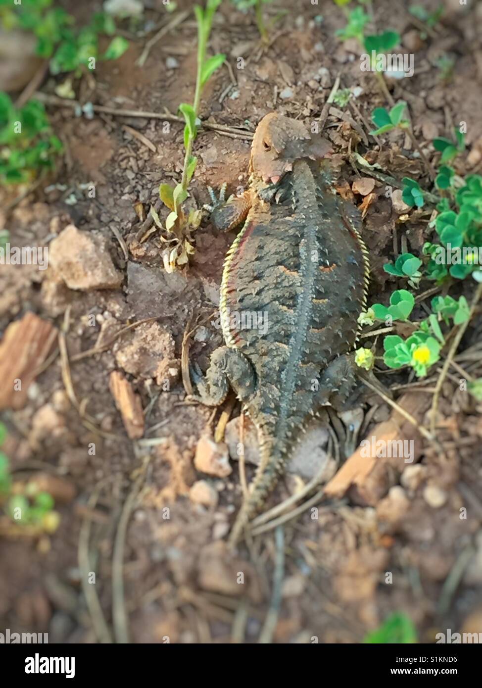 New mexico lizard hires stock photography and images Alamy