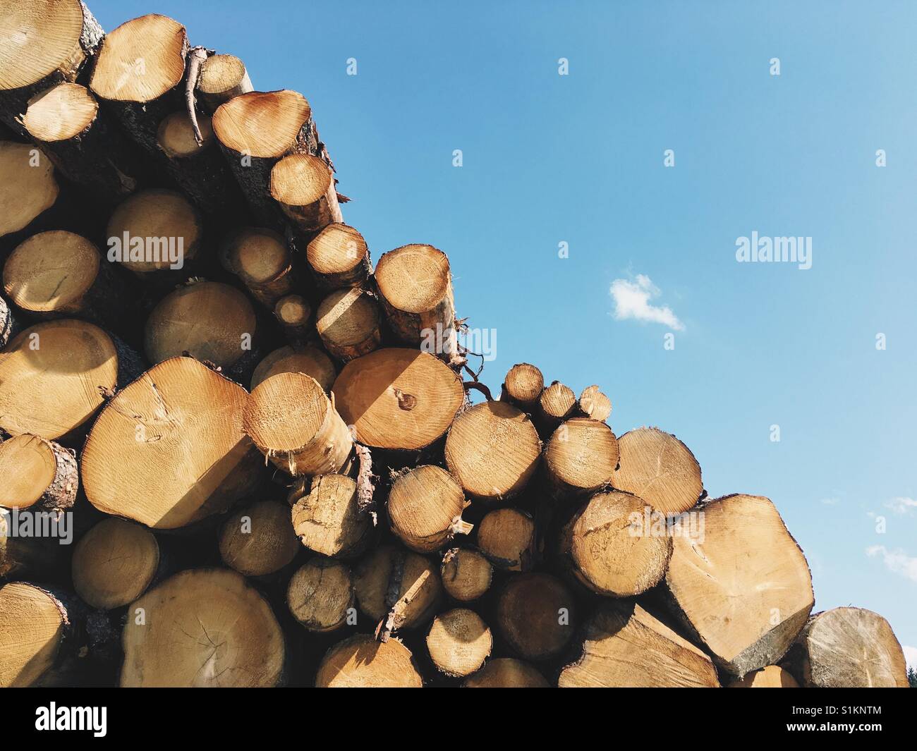 Stacked Logs, Timber - Smartphone Captured Stock Image