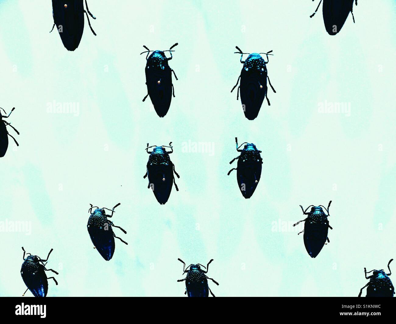 Showcase display of Jewel or Metallic Wood-Boring beetles Stock Photo