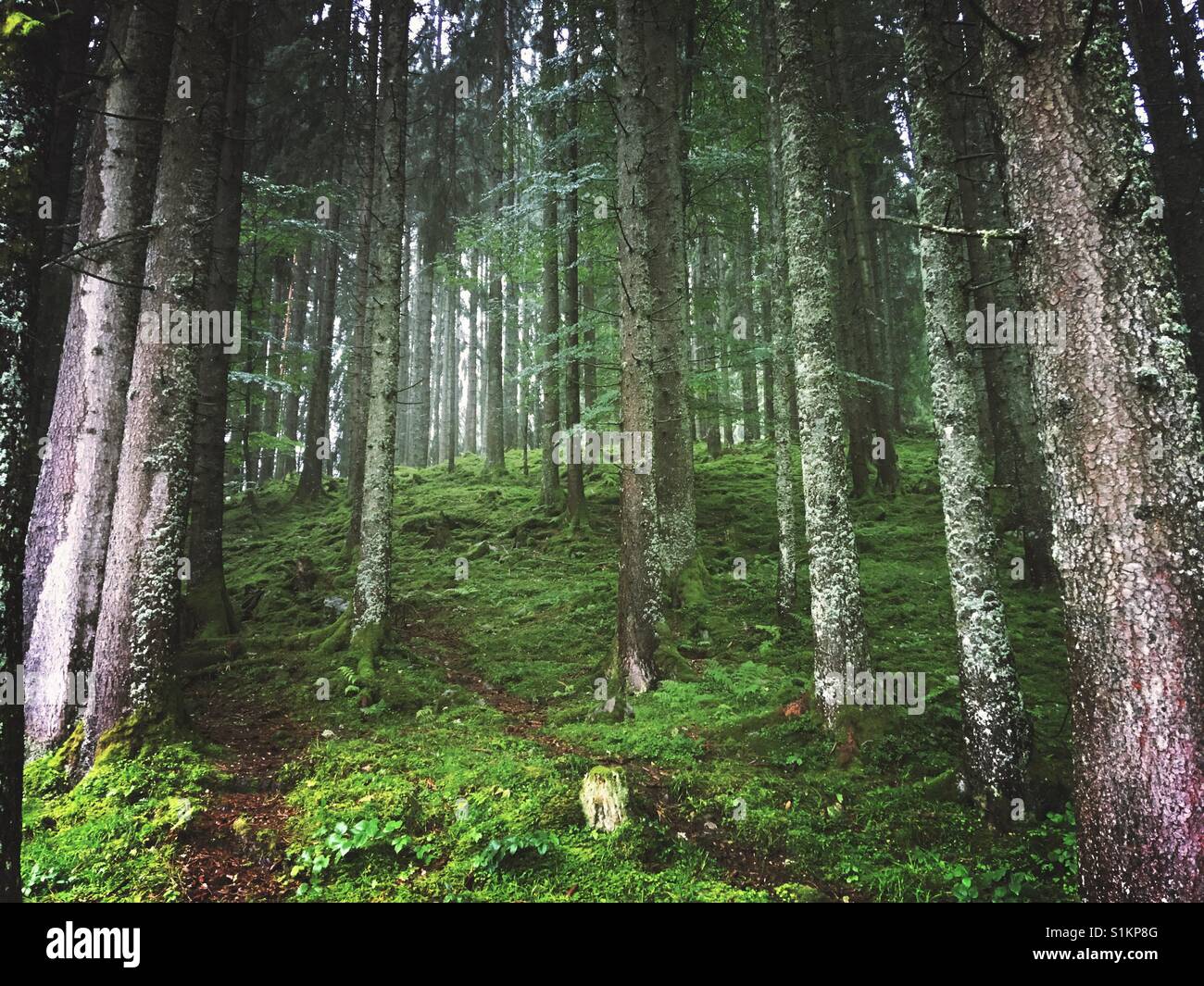 Dreamlike forest in the German Alps Stock Photo