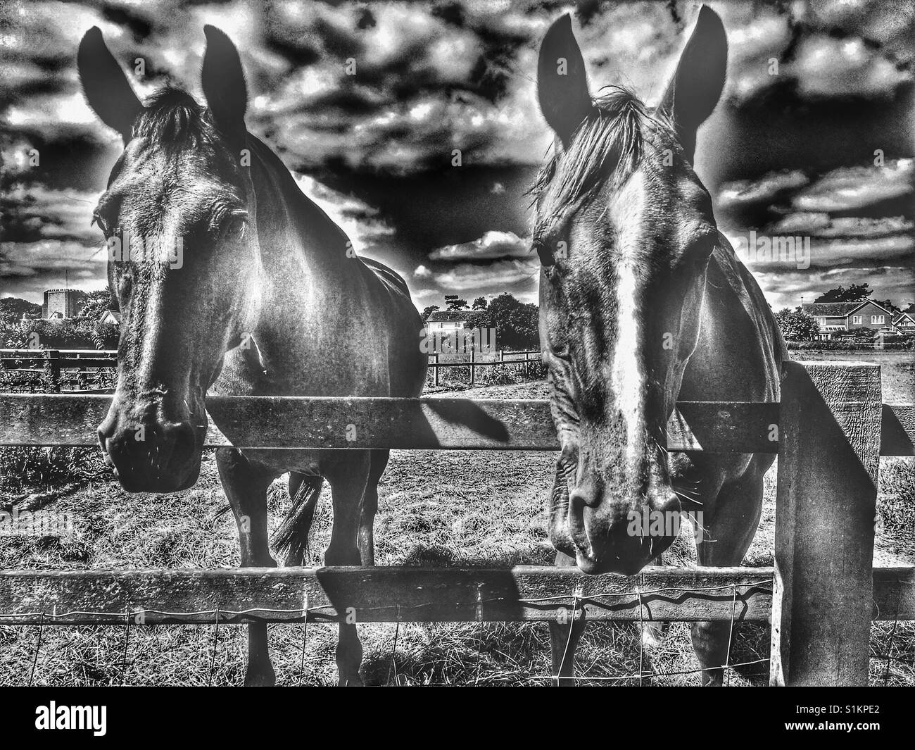 Horses - Smartphone Captured Stock Image