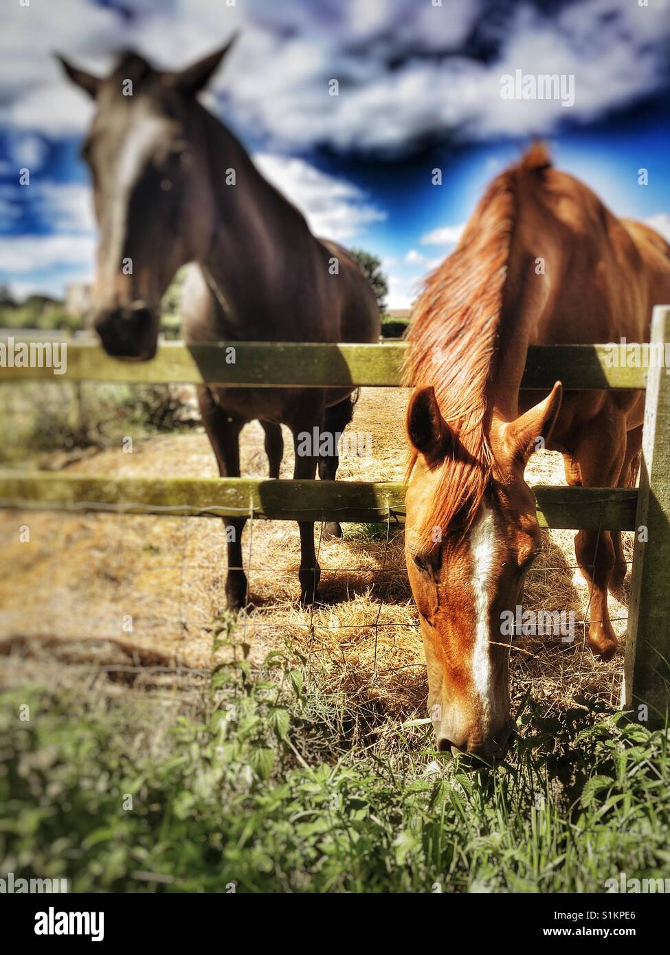Horses - Smartphone Captured Stock Image